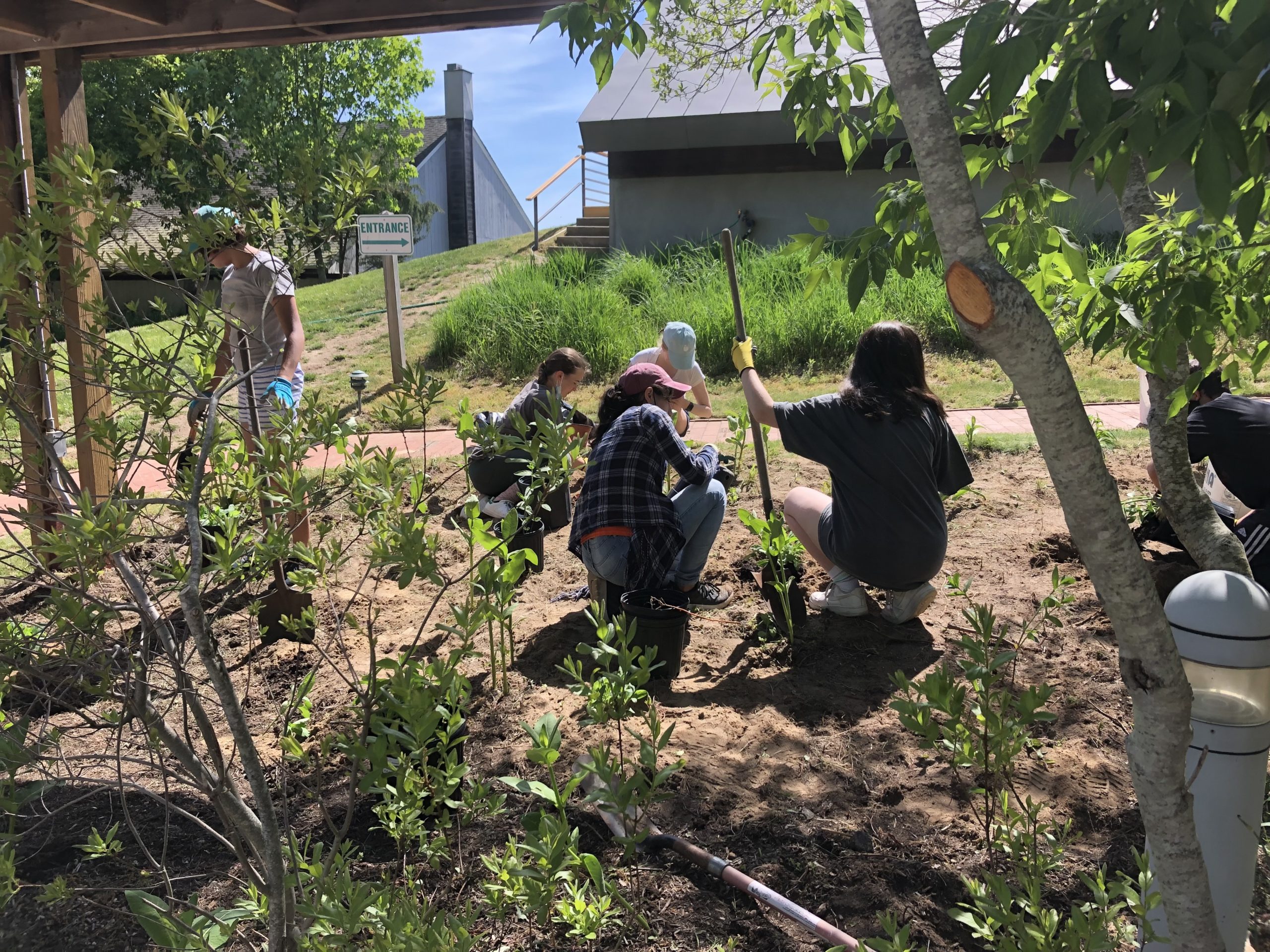 The Pierson Interact Club planted milkweed, a favorite of the birds and bees, at the South Fork Natural History Museum and Nature Center.