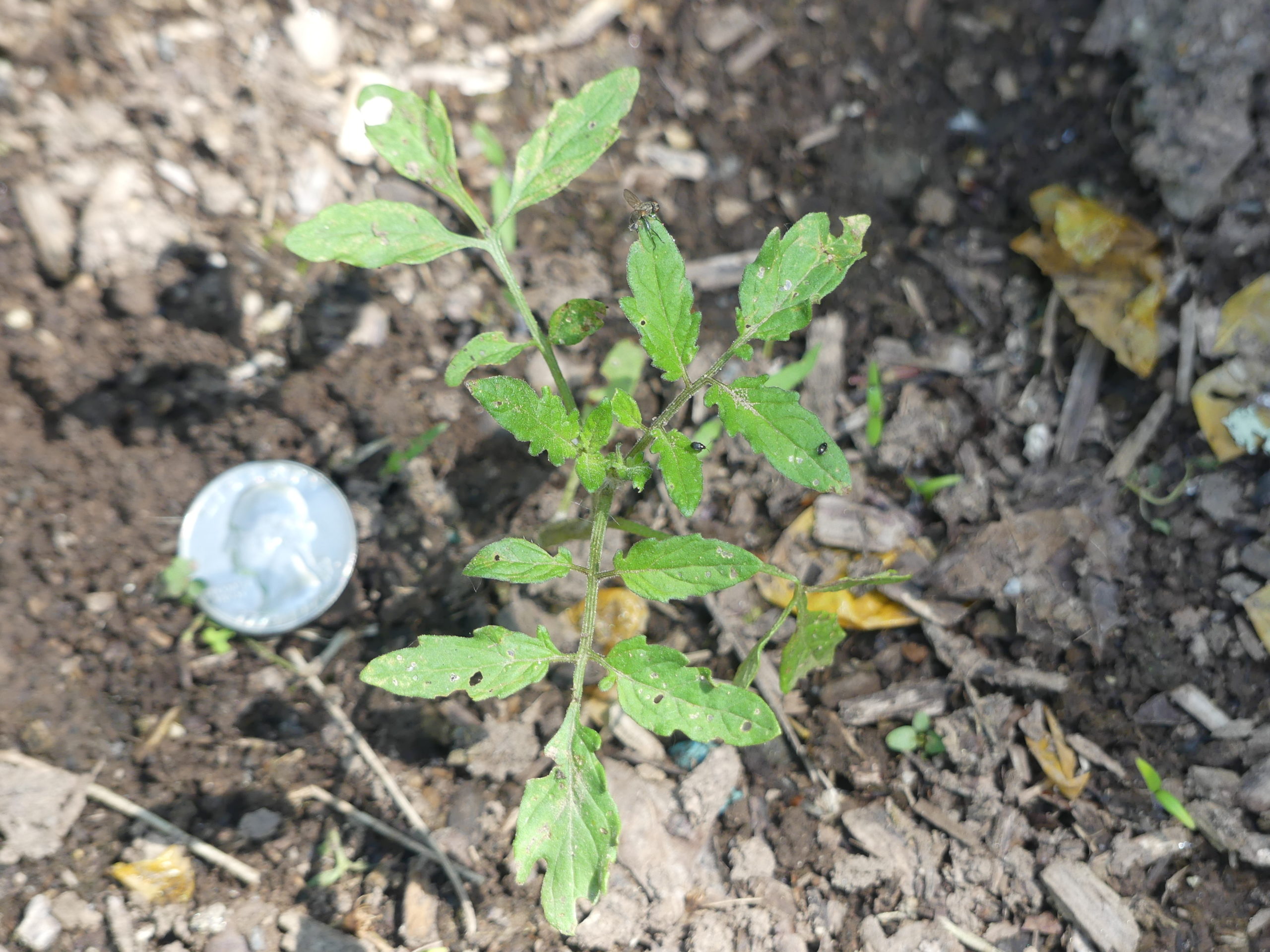 A Sweet 100 seedling that sprouted from a dropped fruit last summer. Will it pick up the soil-borne diseases resulting from poor sanitation practices? Stay tuned. By August, this 6-inch seedling may be 5 feet tall and 15 feet long with a root system covering 35 square feet. ANDREW MESSINGER