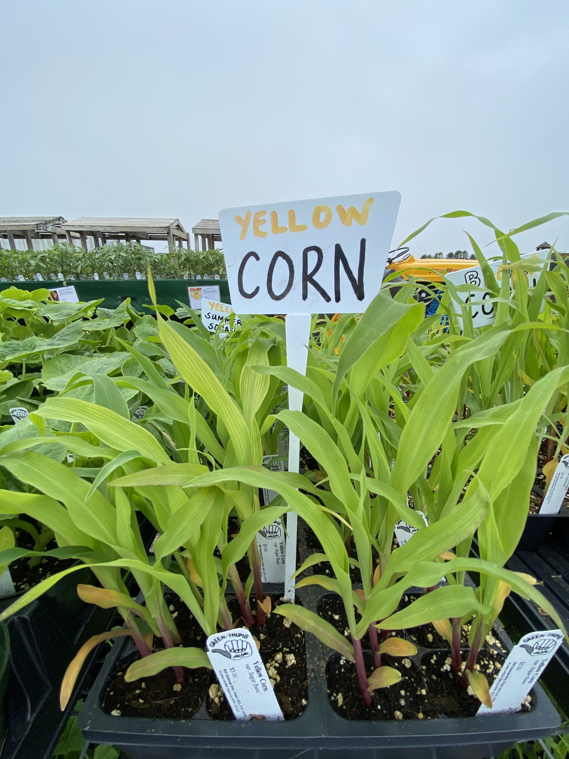 Lots of home gardeners are trying their hands with new varieties this year, including sweet corn.