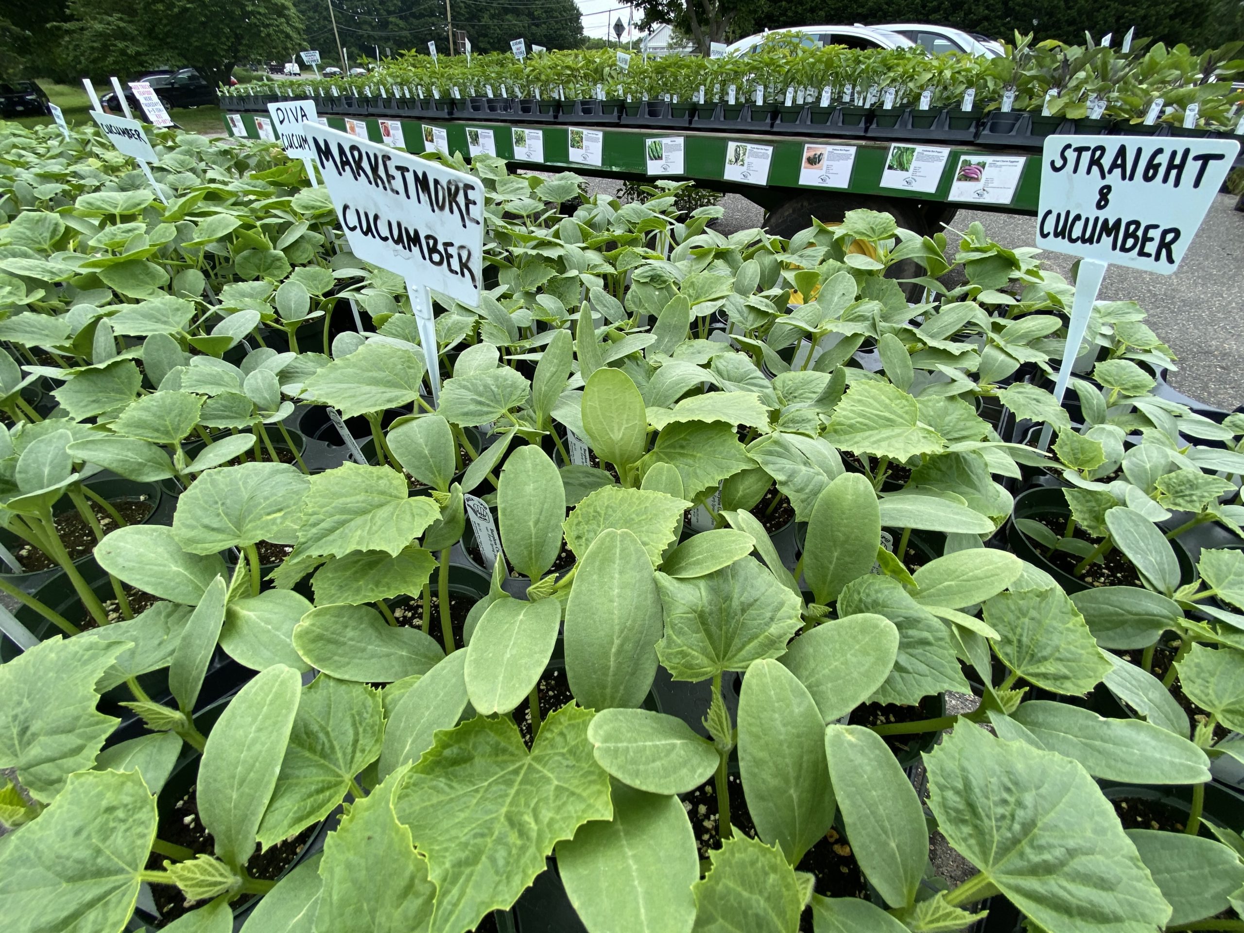 Cucumber plants for sale at the Green Thumb.