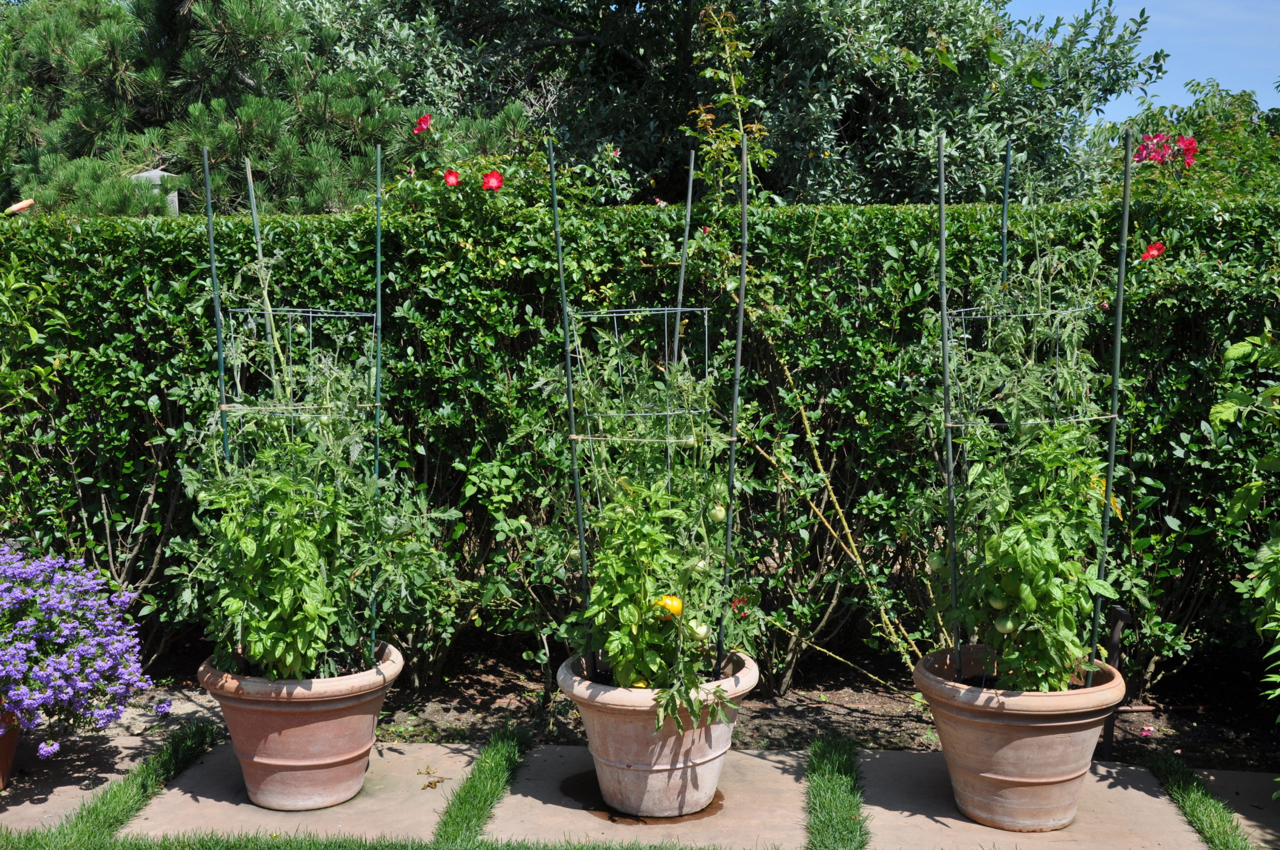 Potted determinate tomatoes growing in an oceanfront, privet-walled garden in Southampton.  Remember that determinates still need support. ANDREW MESSINGER