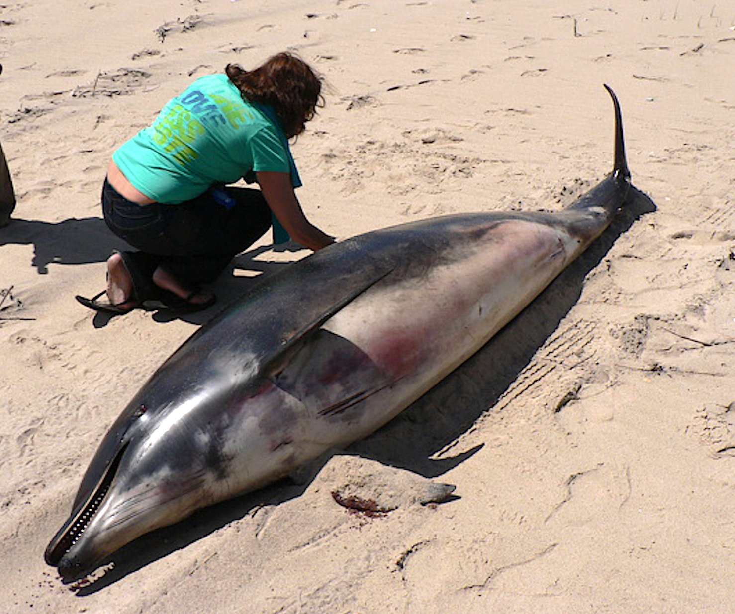 The larger, darker and rarer offshore race of the bottlenose dolphin found at Hither Hills in 2008.