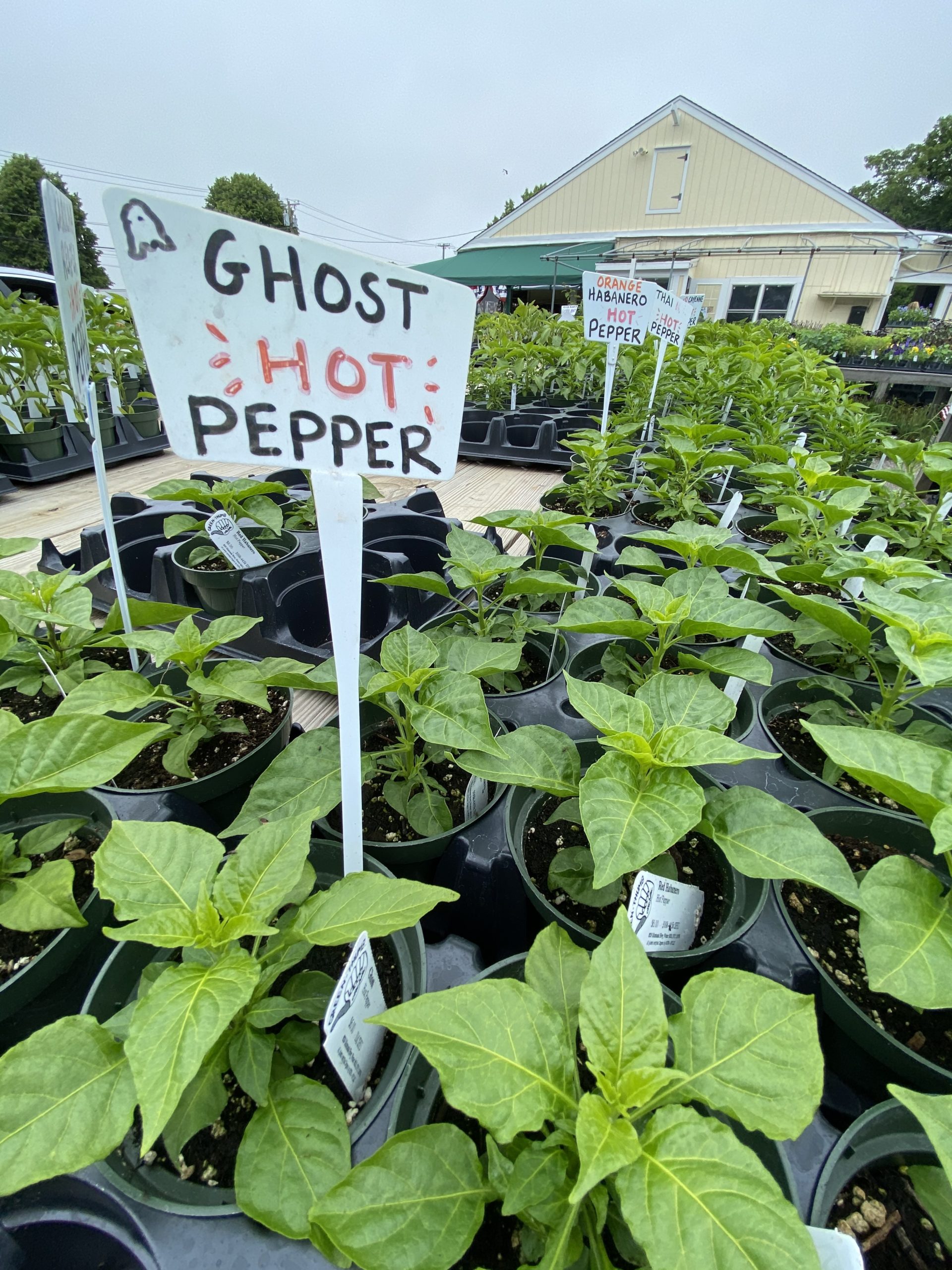 Pepper plants — both the hot varieties pictured here and the trendier, sweeter habanada — are in high demand at the Green Thumb as home gardeners bolster their 