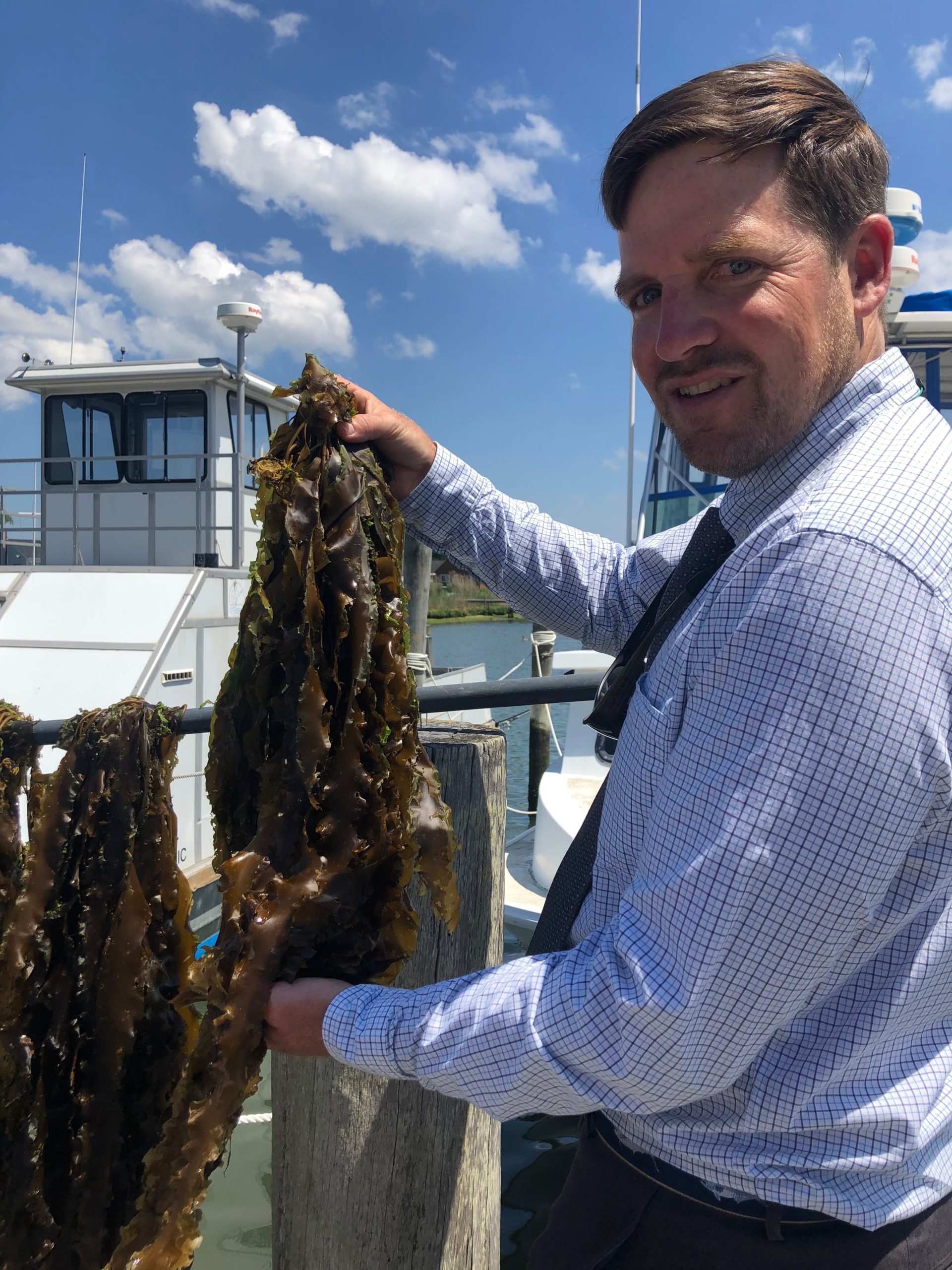 Peconic Baykeeper Peter Topping with kelp harvested from local bays.