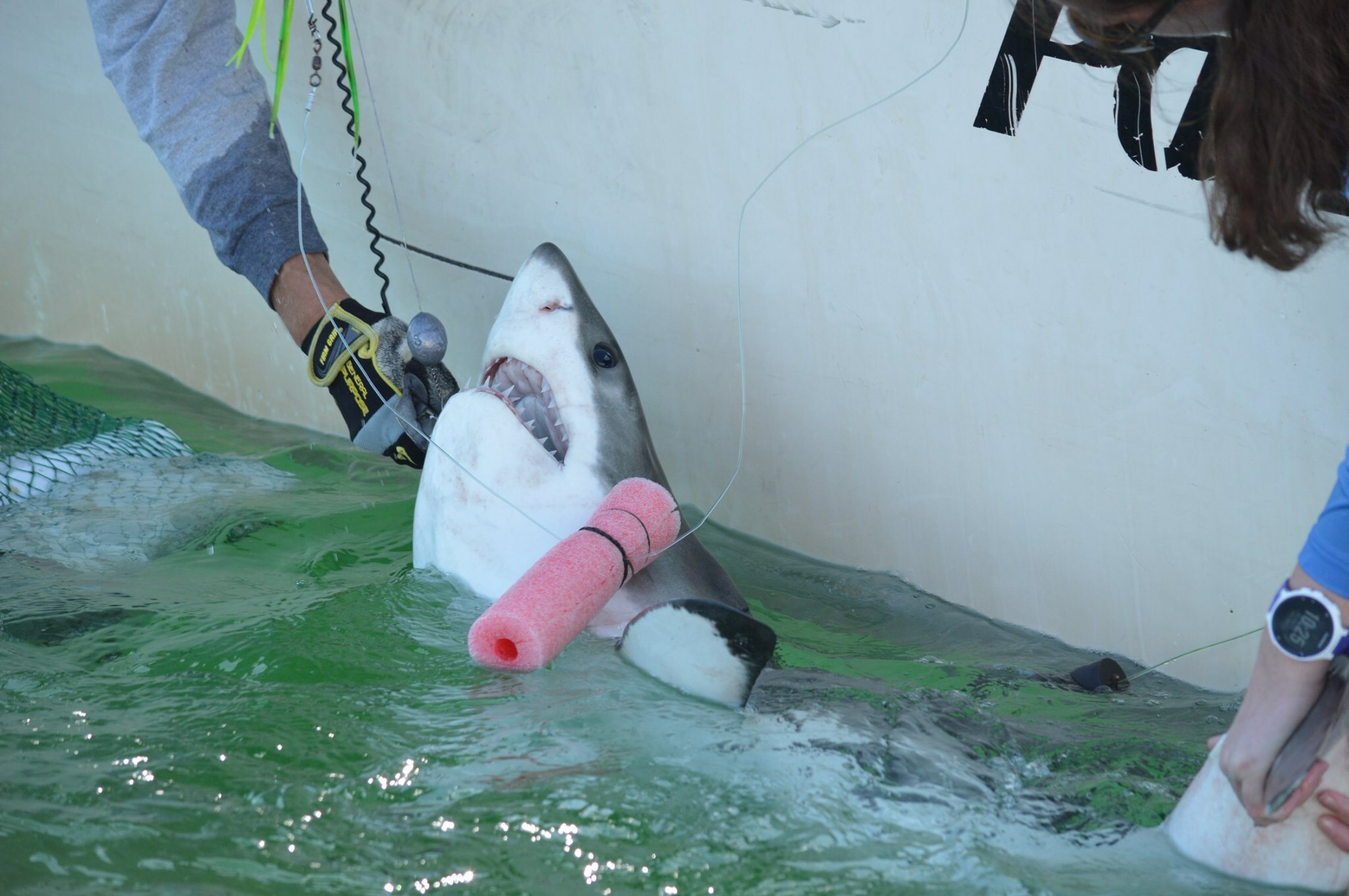 A baby white shark is released