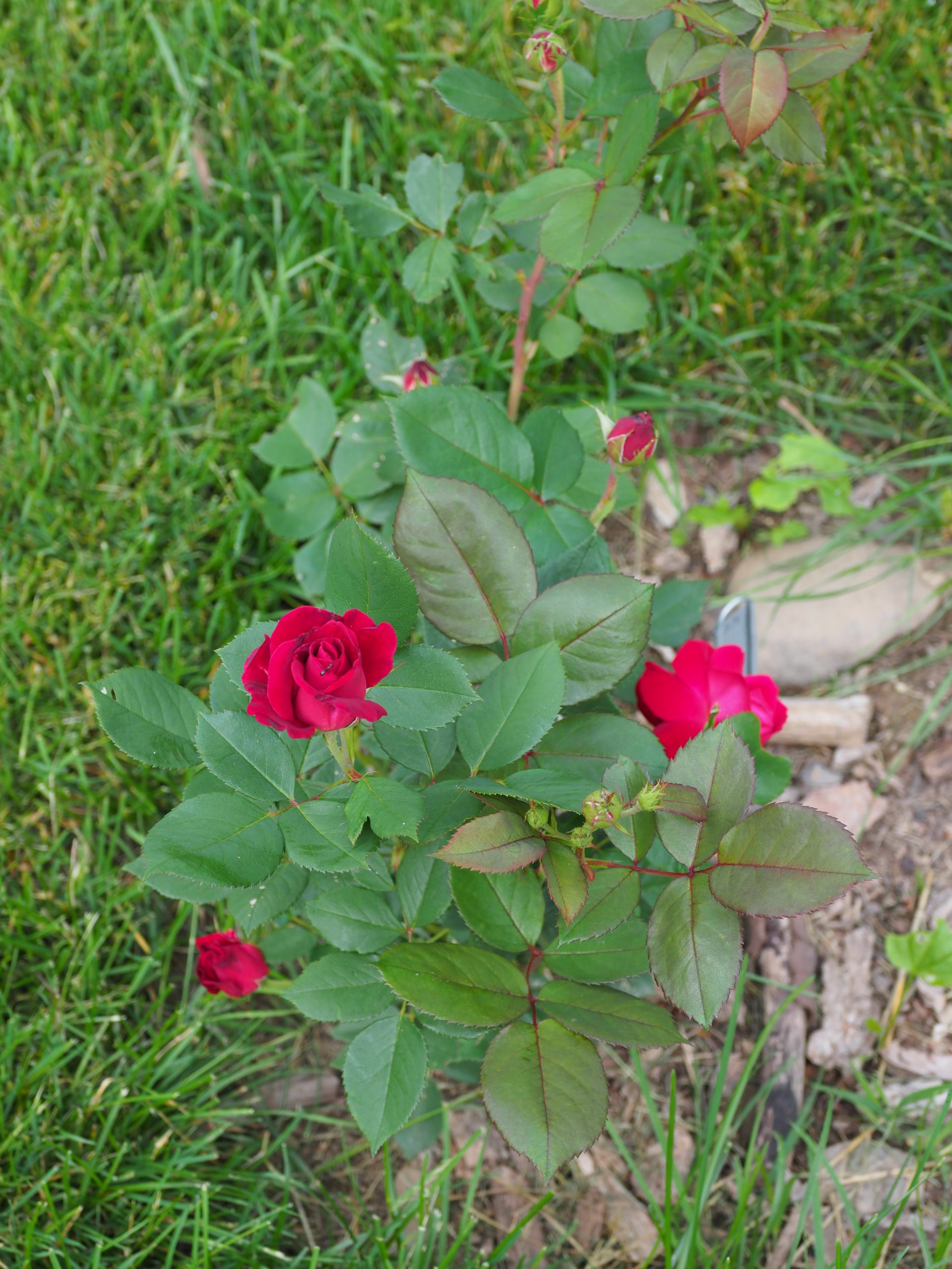 Rose “Sweet Spirit” is a grandiflora-type rose with a more typical rose scent. This rose has become very popular since its introduction only a few years ago and has won several awards in trials. This plant is now blooming after only being planted six weeks ago as a bare-root plant.