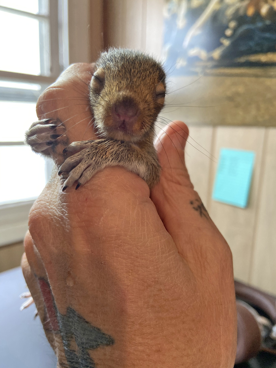 Squrry the squirrel as a baby. COURTESY DELL CULLUM