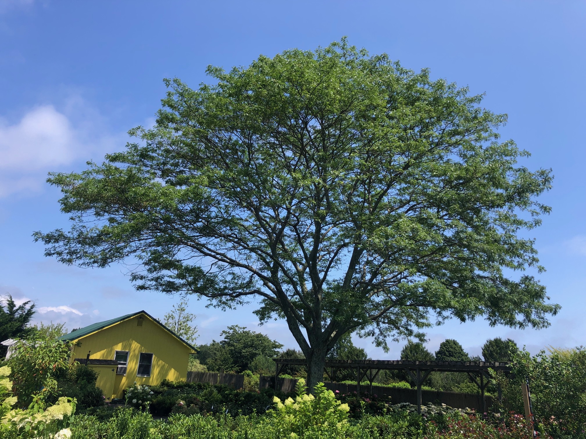 A honeylocust tree, like this one that shades the Whitmore Tree Farm, can reduce a building’s energy cost by up to 25 percent.