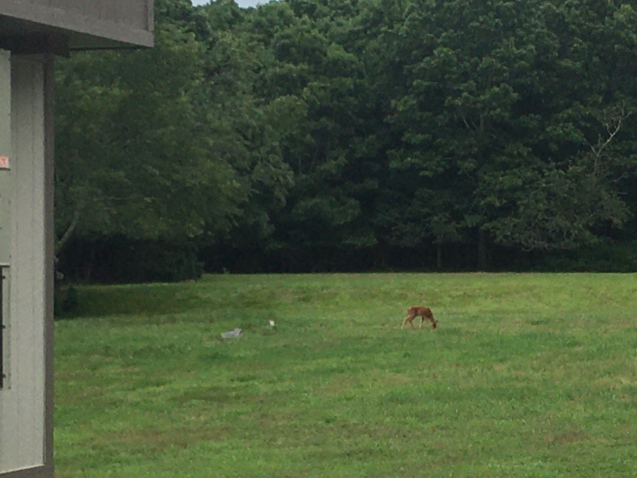 A rear portion of the property may become home to the new pool and gym.