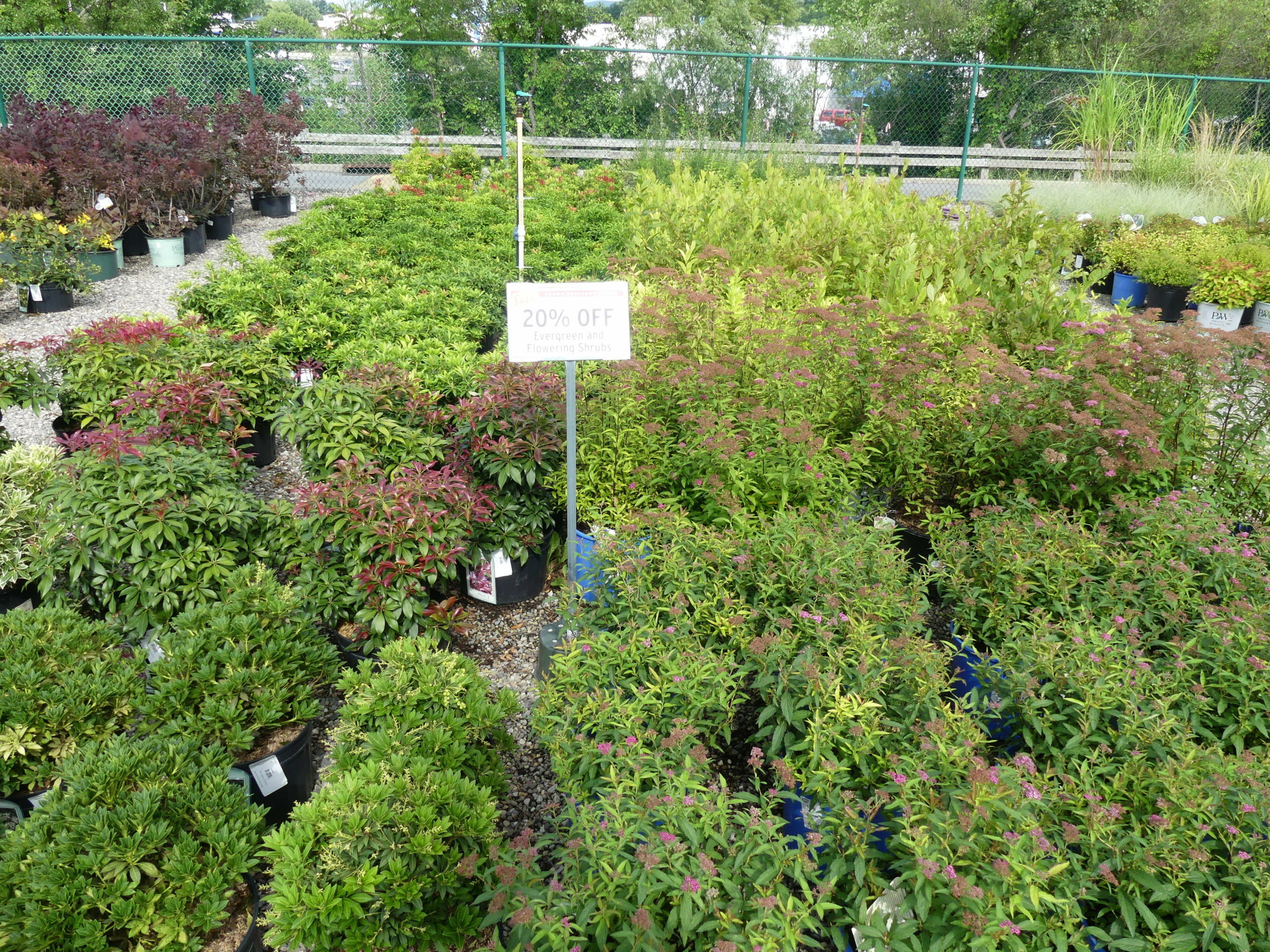 Containerized shrubs at 20 percent off in mid-July.  These great-looking plants can go into a holding area for planting in the spring or they can go directly into the landscape.  Check the root area once the plants are de-potted and loosen the roots before planting.