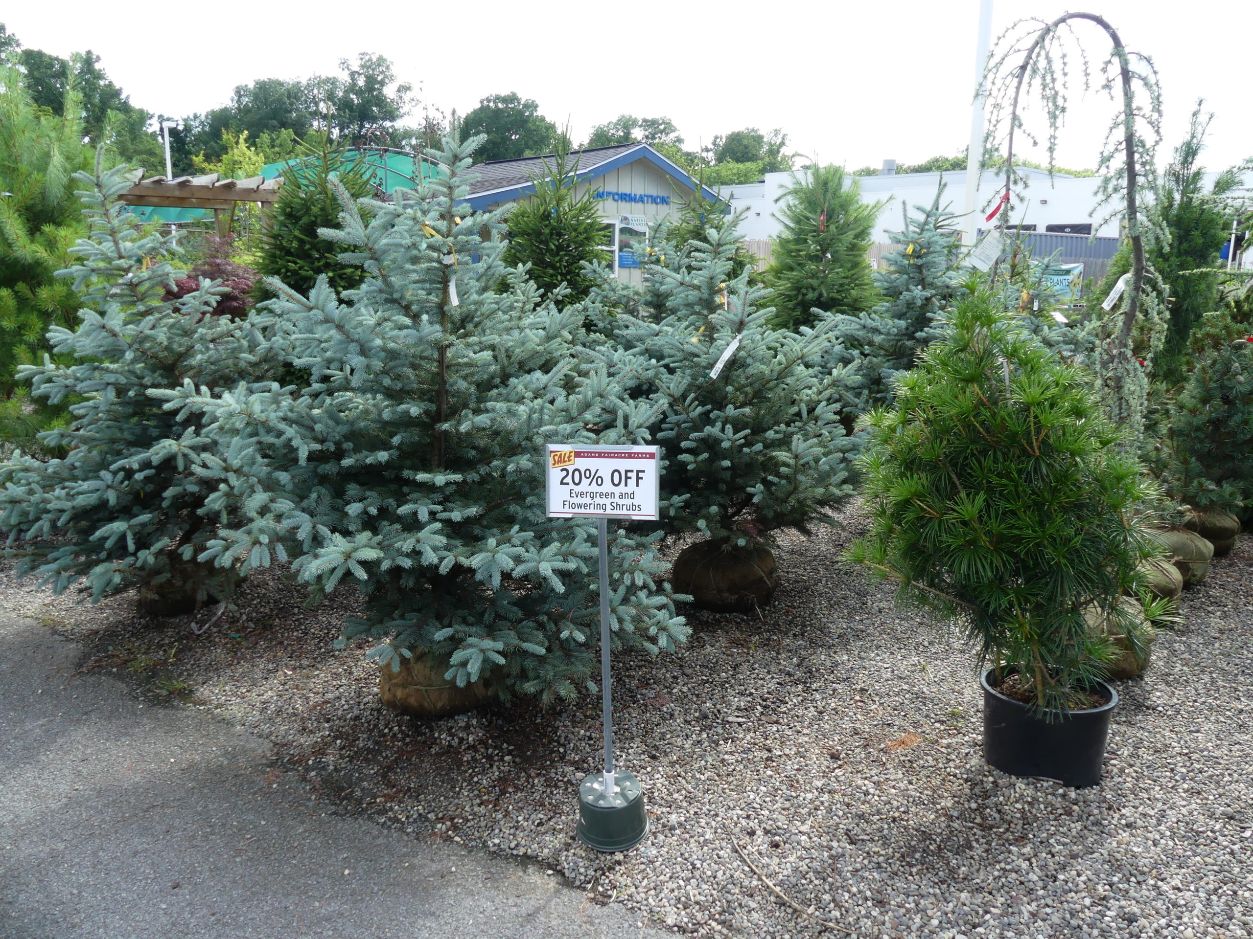 These balled and burlapped  (B&B) evergreens are also discounted but appear to be in great shape. These are small enough for you to plant with a little help. Plant these slightly high, fold back the burlap or cut it, and cut off the twine once planted.  No fertilizer till next year, but water regularly when there’s no rain for the first year. ANDREW MESSINGER