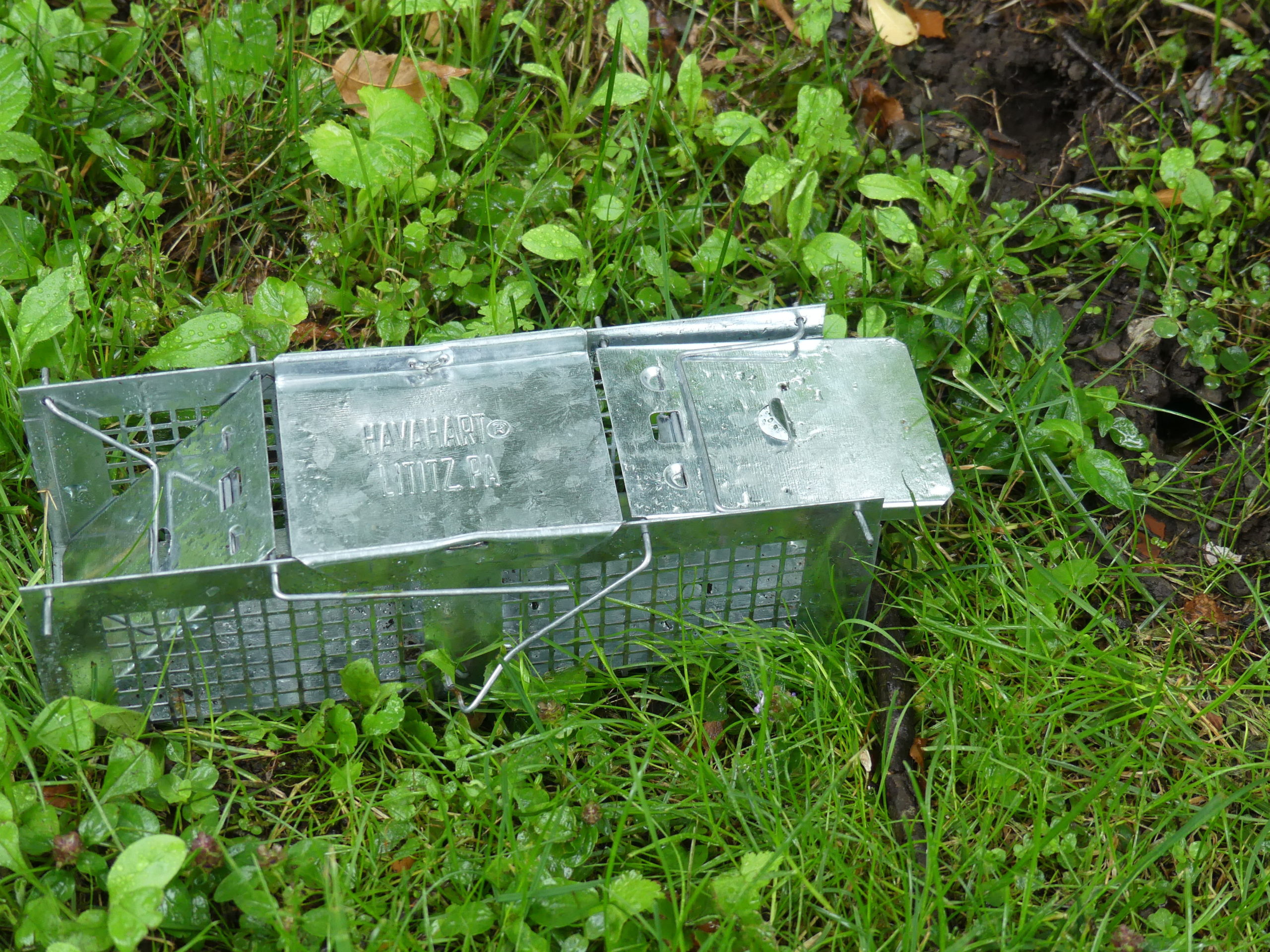 A small Havahart live trap with a vole den opening just to the upper right. It takes some practice to bait and set this trap, but if you don’t want to kill your target this is the way to go.