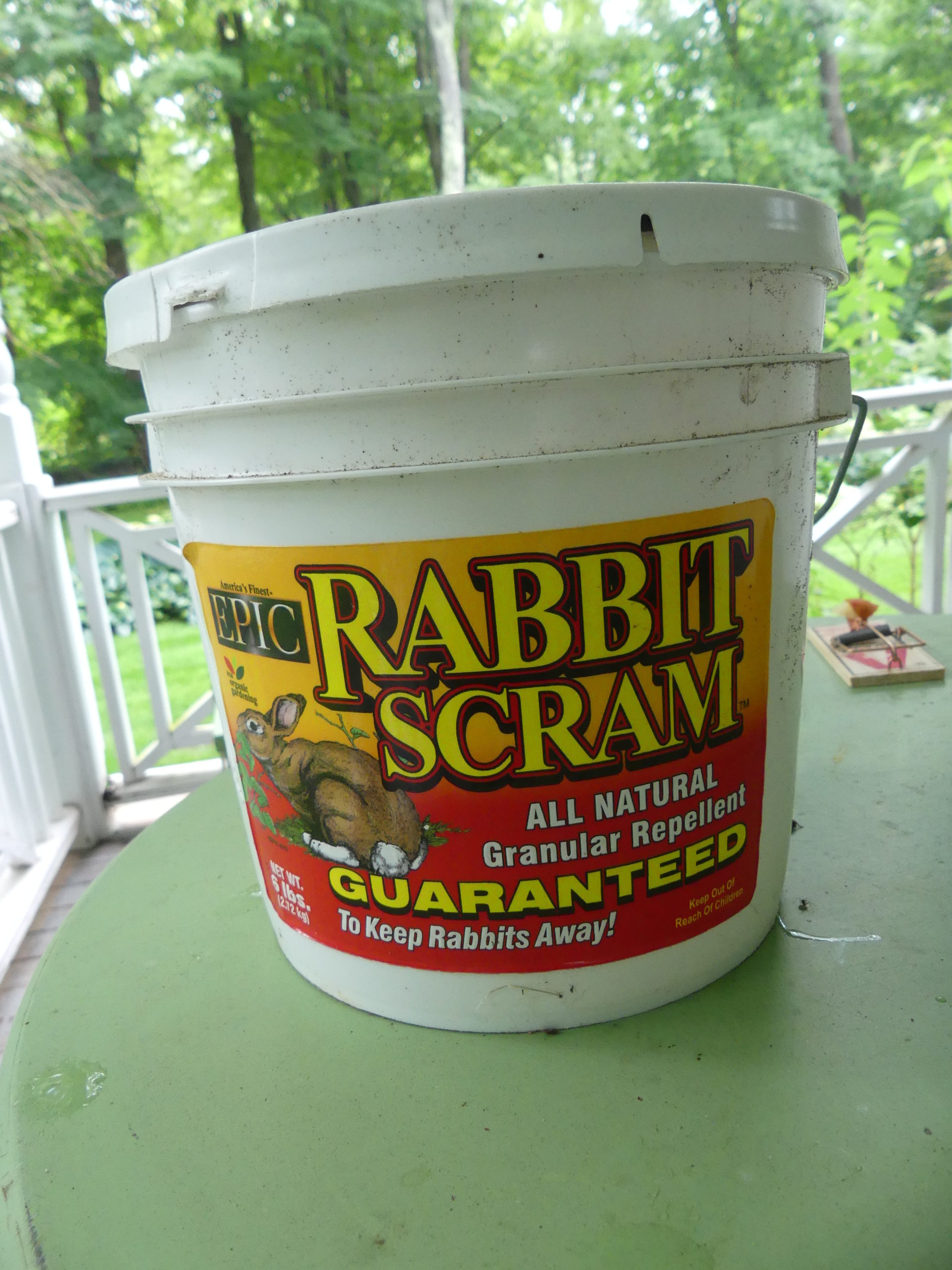 Rabbit Scram can be a helpful deterrent when used as a garden perimeter treatment. It’s expensive but has been effective when used as per the instructions.
