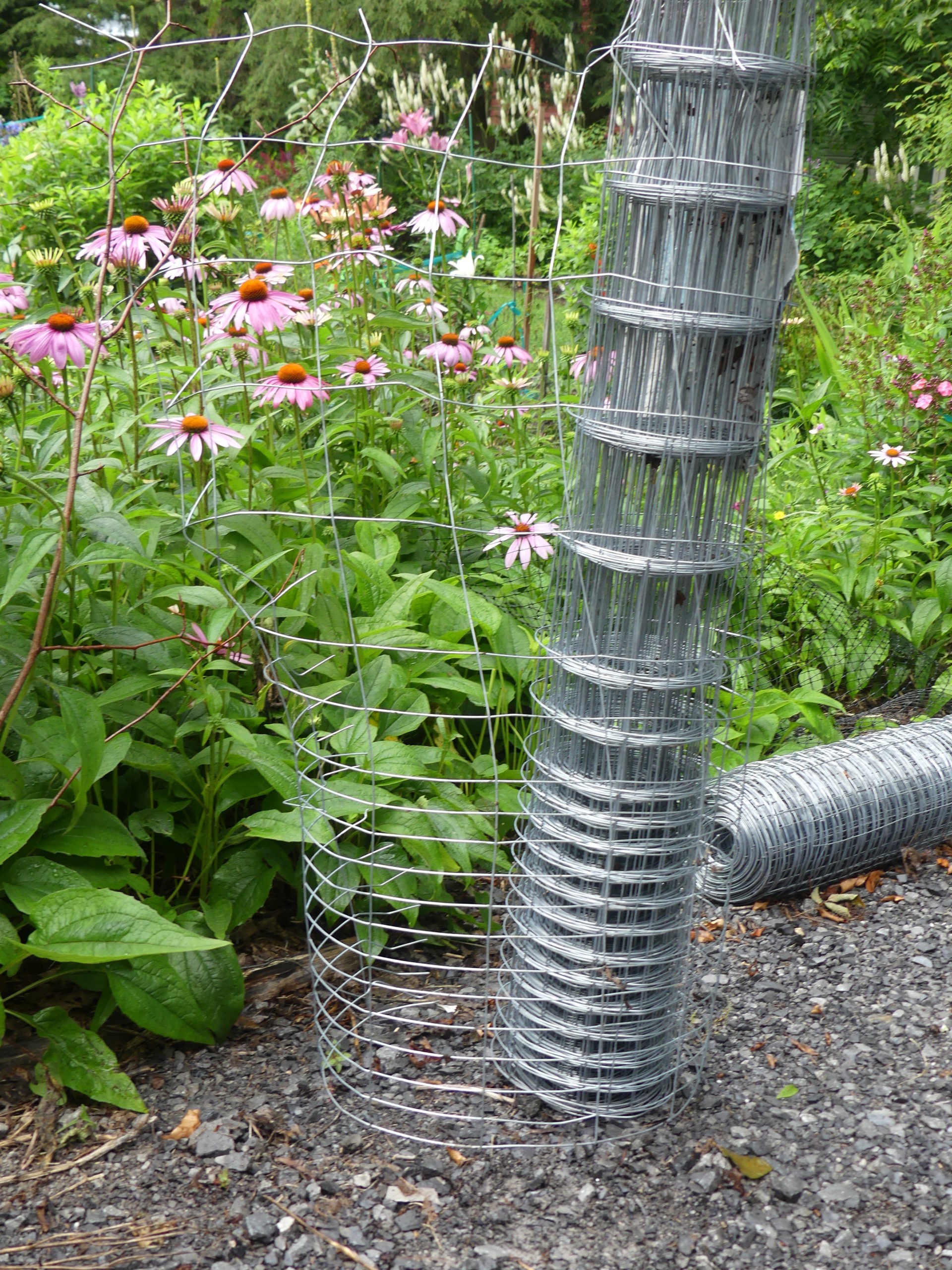 This is 40-inch-high, galvanized rabbit fencing. Note the grid pattern on the bottom is smaller than at the top. When properly installed it’s a fool-proof method of keeping rabbits out of the vegetable garden.