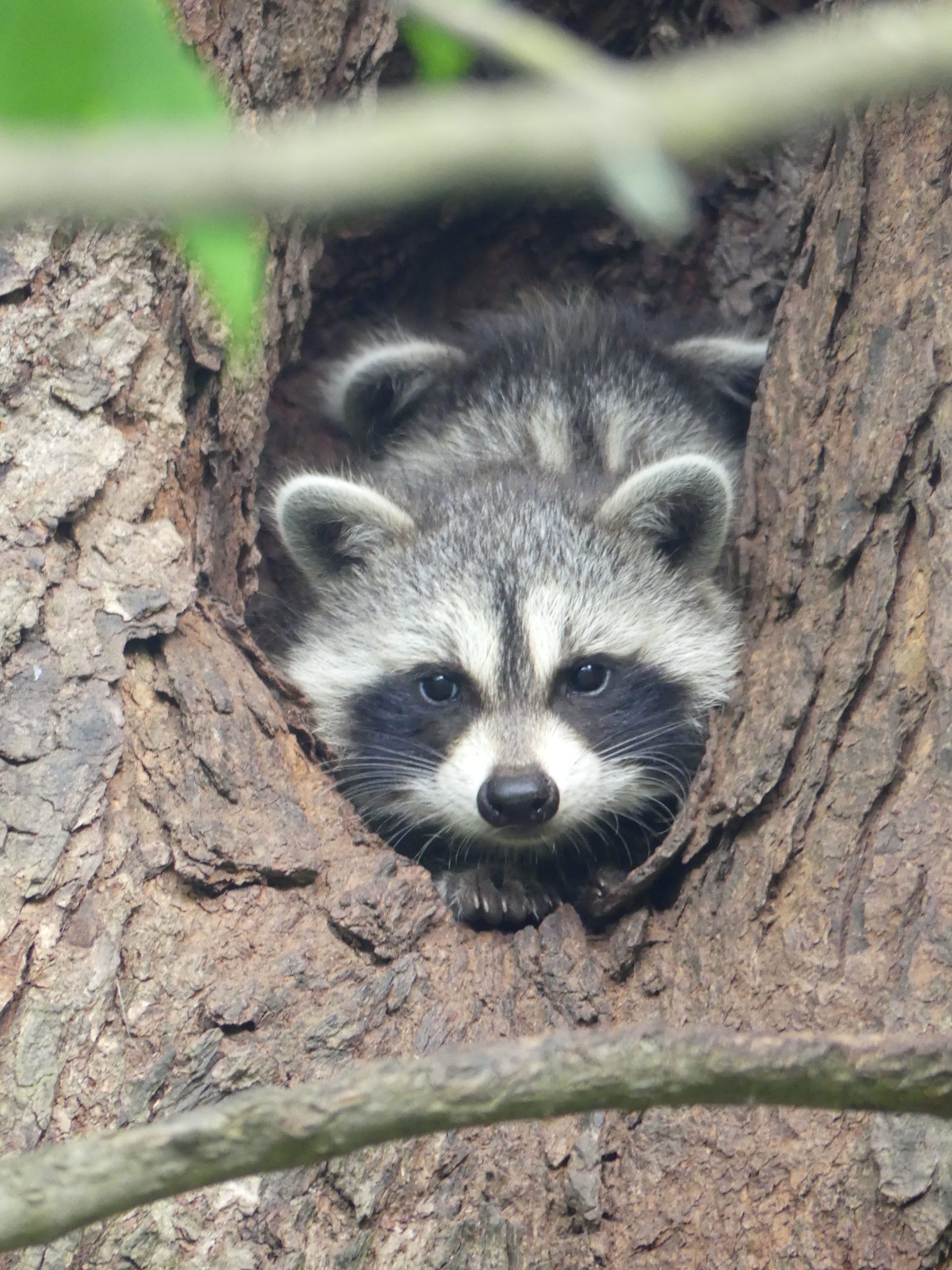 While raccoons can be very cute they can also be very destructive in the vegetable garden. Some repellants may work, but never trap raccoons as they can bite and carry rabies.