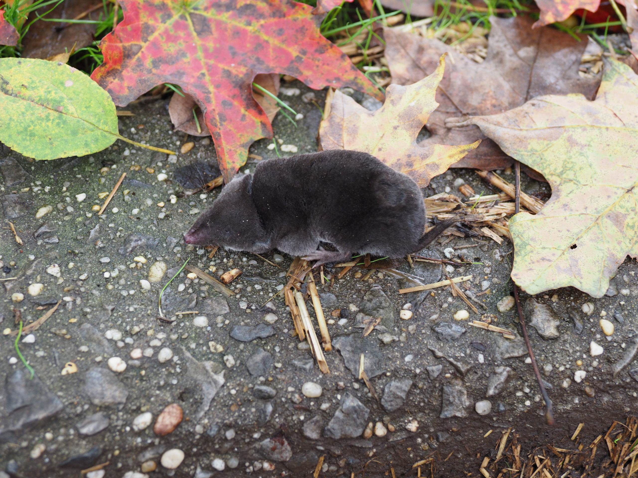 This is a shrew. They are more of a friend than a foe in the garden so try not to trap them.  Smaller than mice and voles they have short tales, pointed snouts and ears that are nearly invisible.