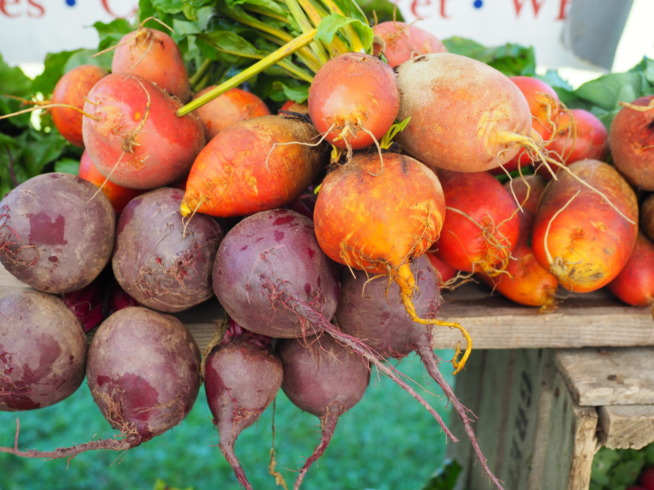 Remember that beets come in a range of colors. These beets were just harvested and washed then bunched for sale at a farmers market. Know the “days to maturity” and check the soil for “peeking shoulders’.” If nonstorage varieties are left in the ground too long they get pithy and loose flavor quickly.