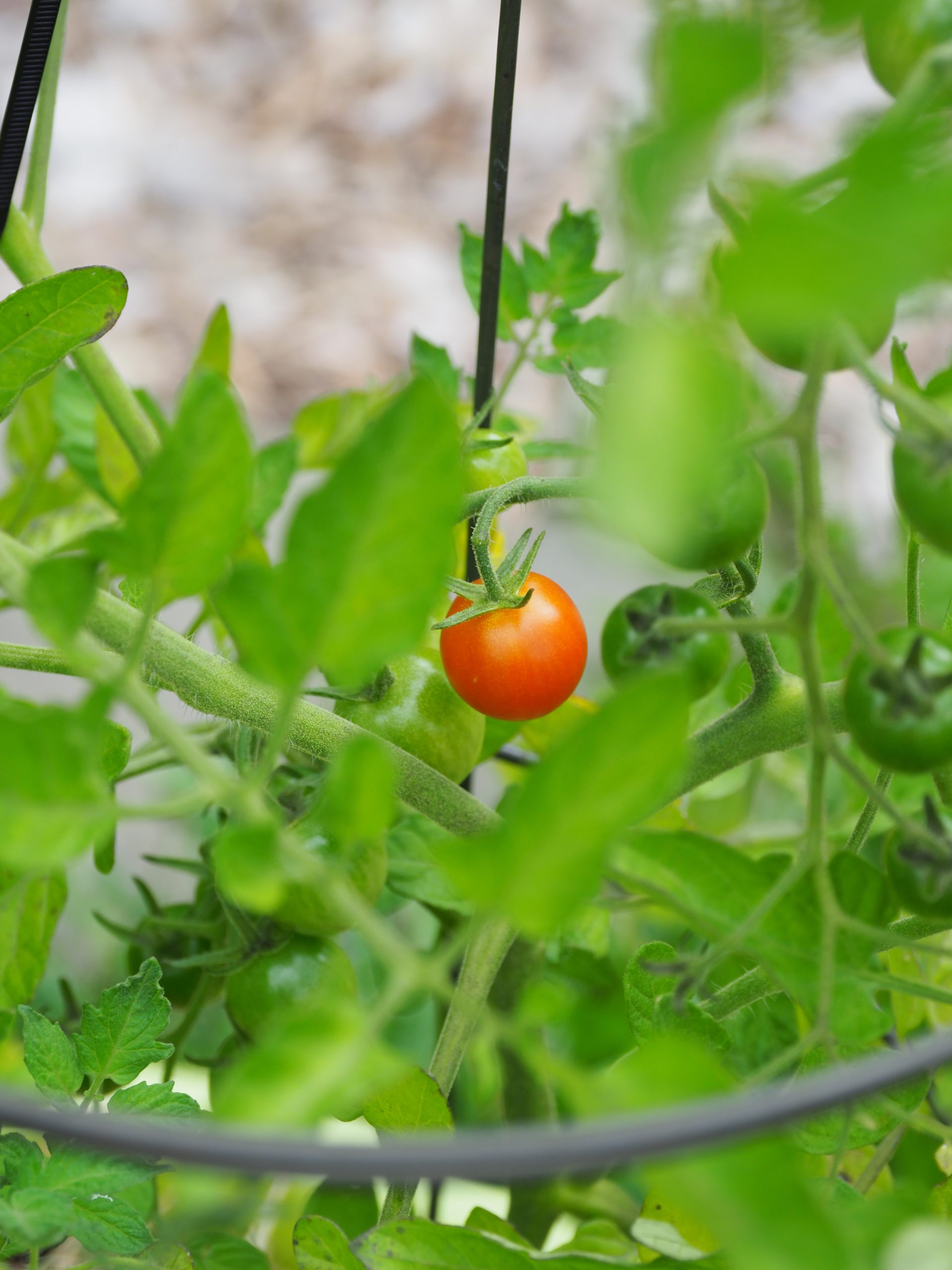 Like most cherry-type tomatoes, this one is an indeterminate and the first ripe one on the plant. This means that once the first red one shows up the hundreds are to follow for weeks to come.