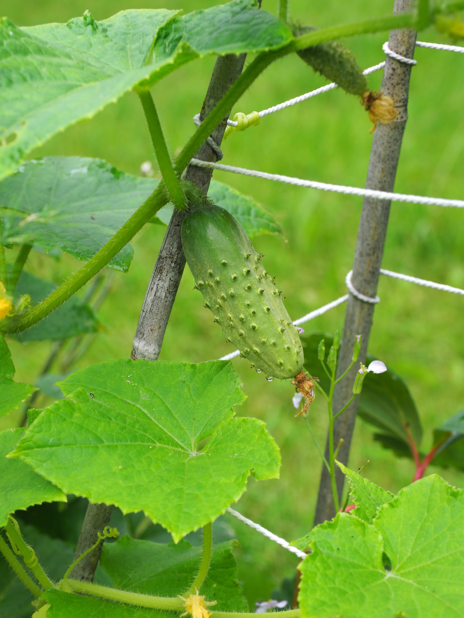It’s important to know where your cukes and zukes are. Once past this  3-inch stage, both grow quickly and will be ready for harvest in a week or so. They do like to hide so hunt them out and know where to look a few days later.
