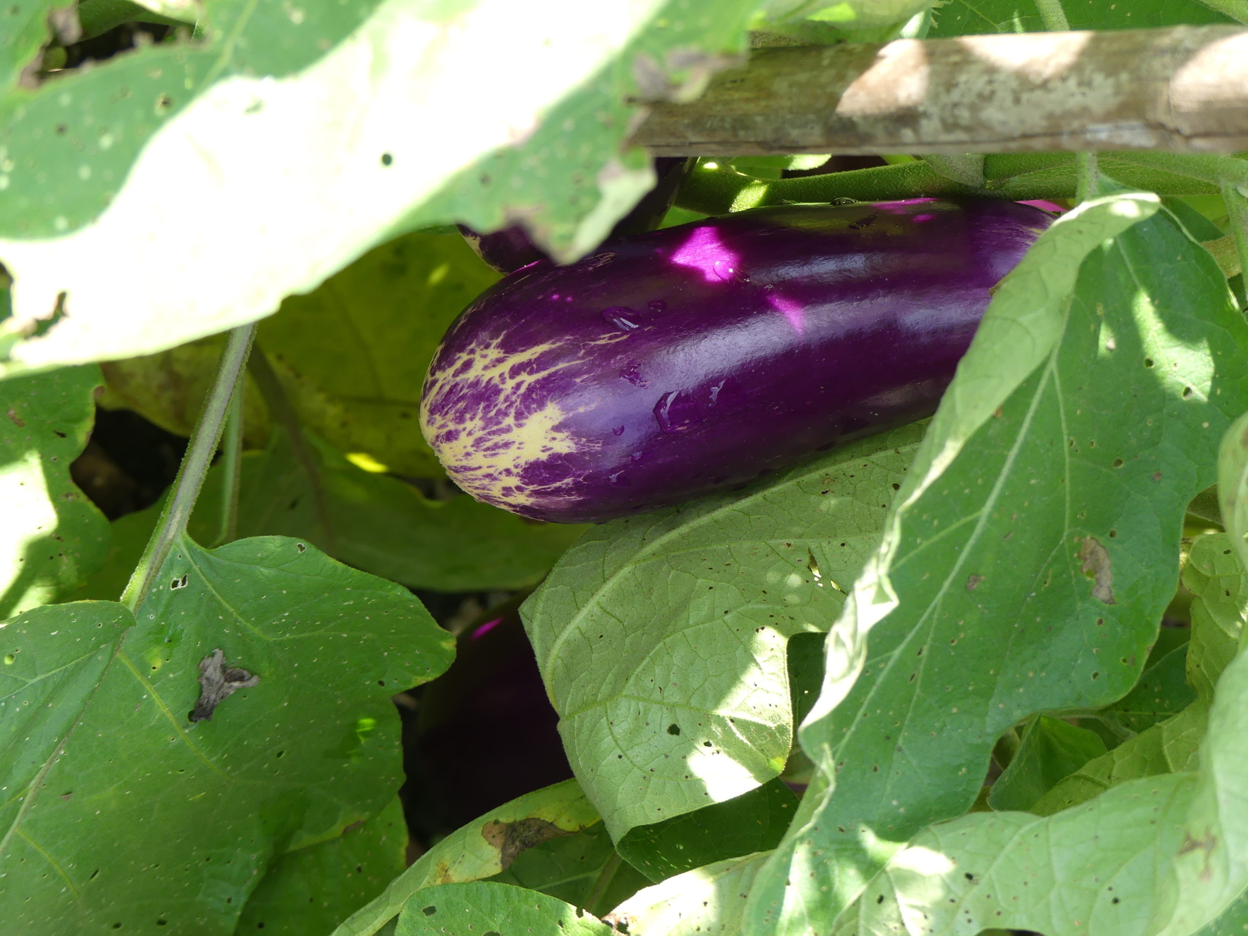 This ready-to-pick purple eggplant is about as big as it should get. Notice the shine on the skin, which is one indication of it being ready for harvest.