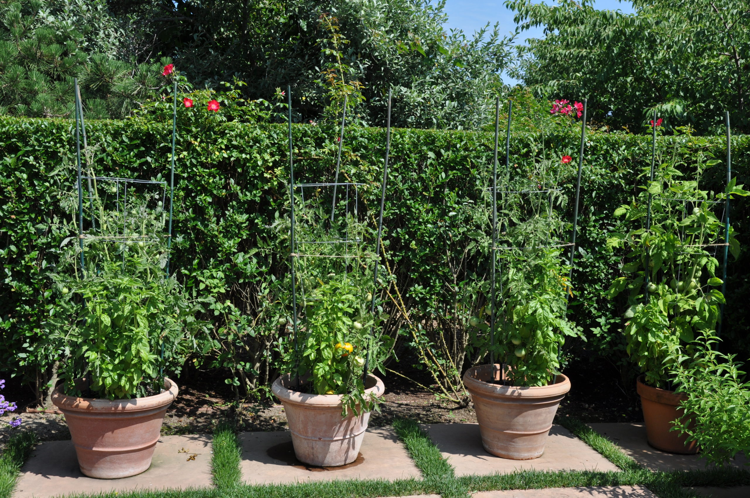 Determinate tomatoes being grown in pots in a hedged Southampton garden. These are just transitioning from green mature to ripe (second from the left on bottom) and most will be ready for harvest in a short 10-day window as happens with the determinate types.