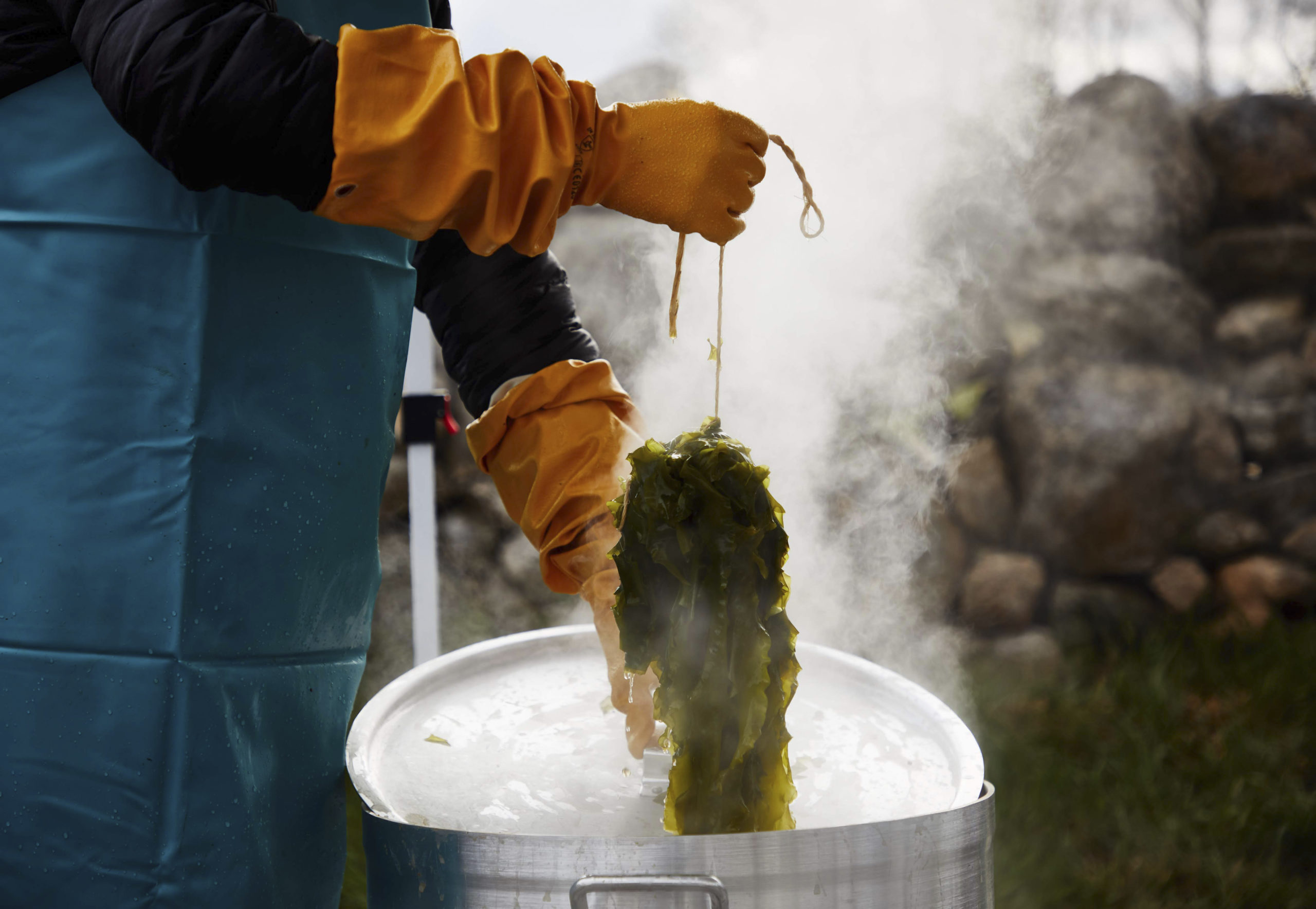 Harvested kelp being blanched.      Read McKendree