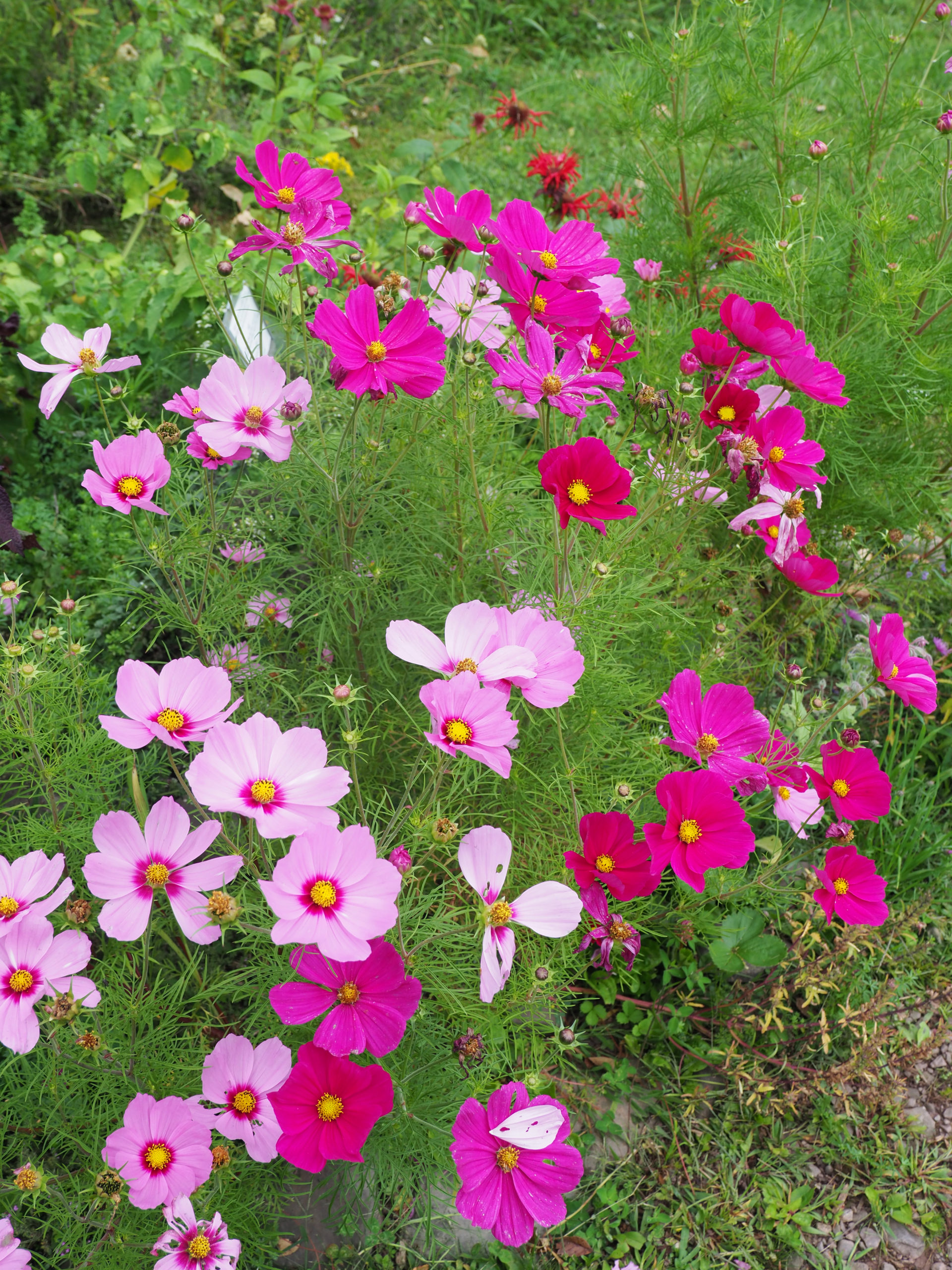 Cosmos are also grown easily from seed and are available in colors from white to pink, cherry, red, and bi-colors. The stems are wiry, and the flowers last only a few days but are easily replaced with more always being produced until frost.