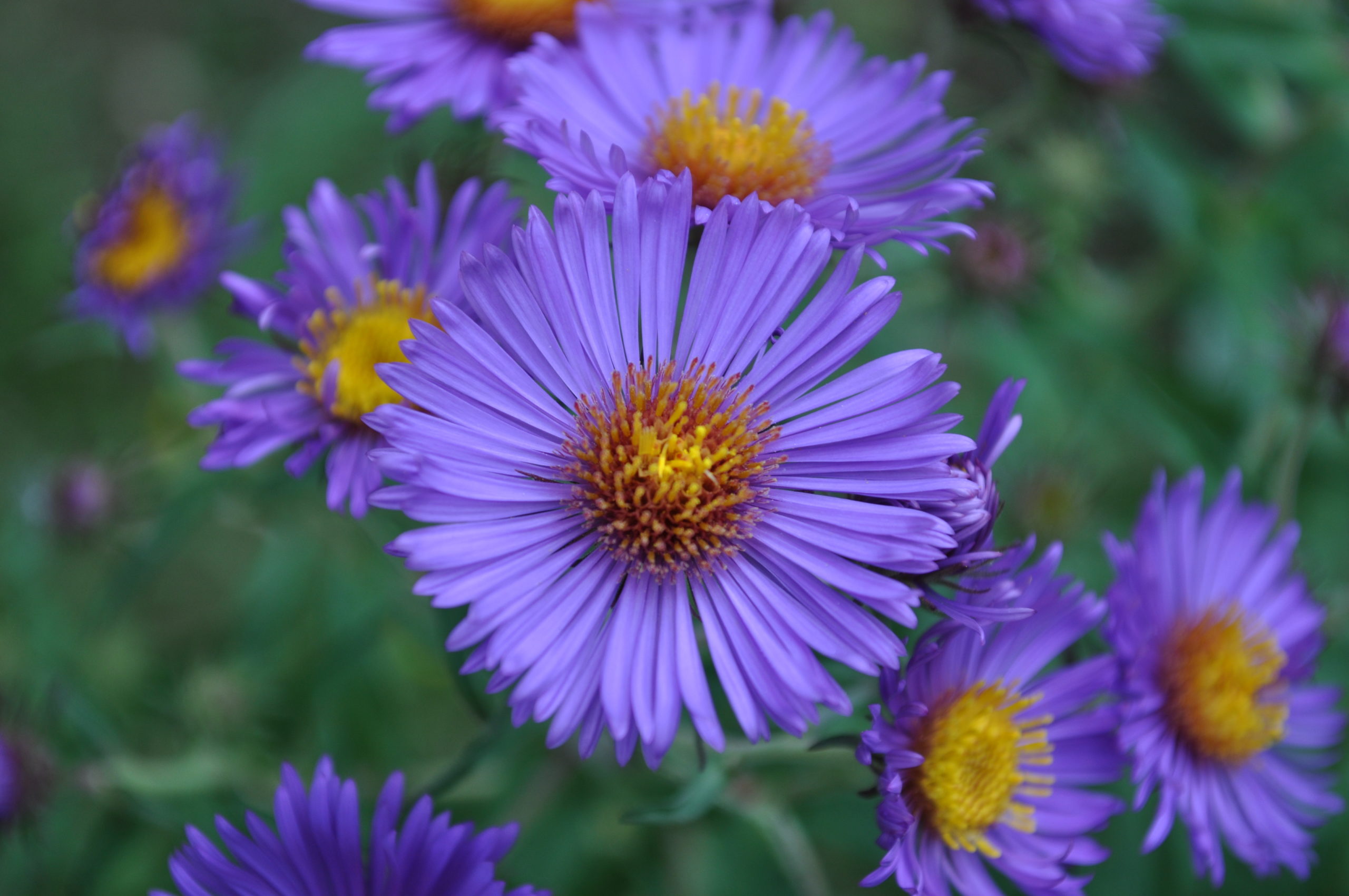 The New York Aster, or Aster novae-belgii,  grows to just over 4 feet tall with flowers ranging in color from lavender to purple and white.  ANDREW MESSINGER