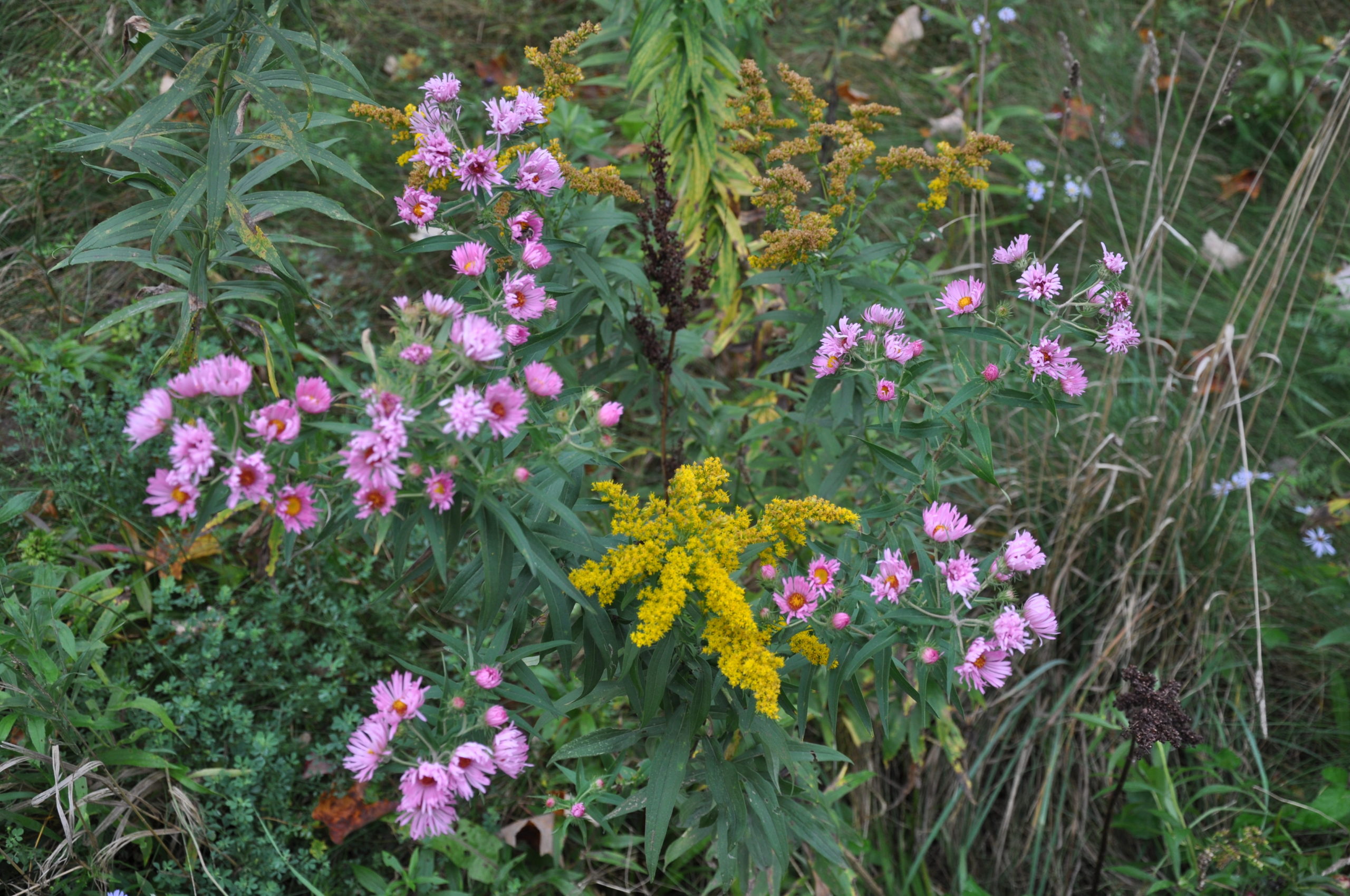 Asters are often found growing along side Solidago (soldenrod) and the tamed varieties of both plants make great fall combinations for garden plantings.  Both also make good cuts.