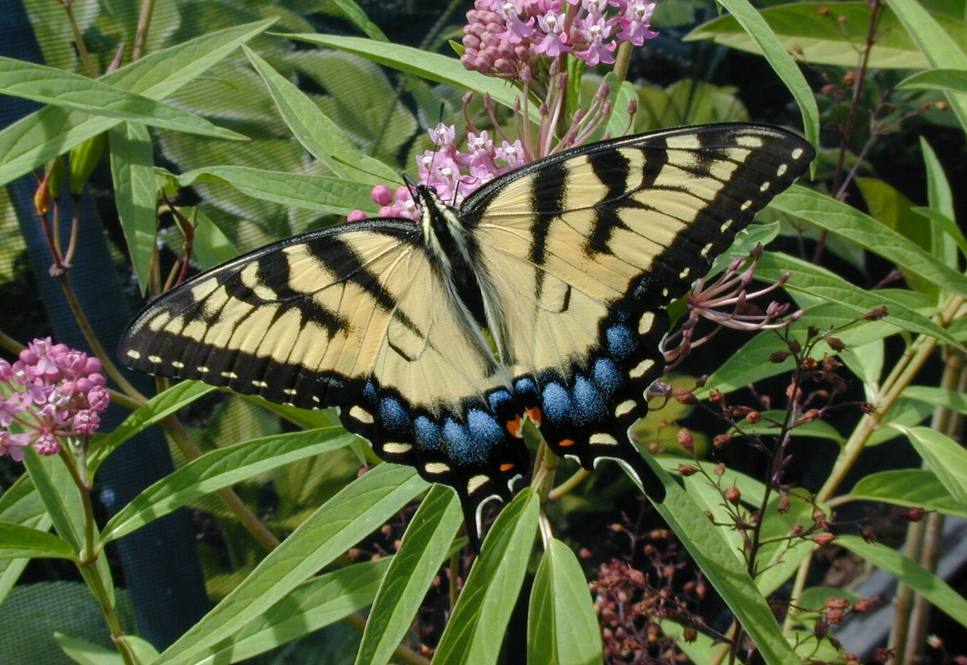An eastern tiger swallowtail butterfly.