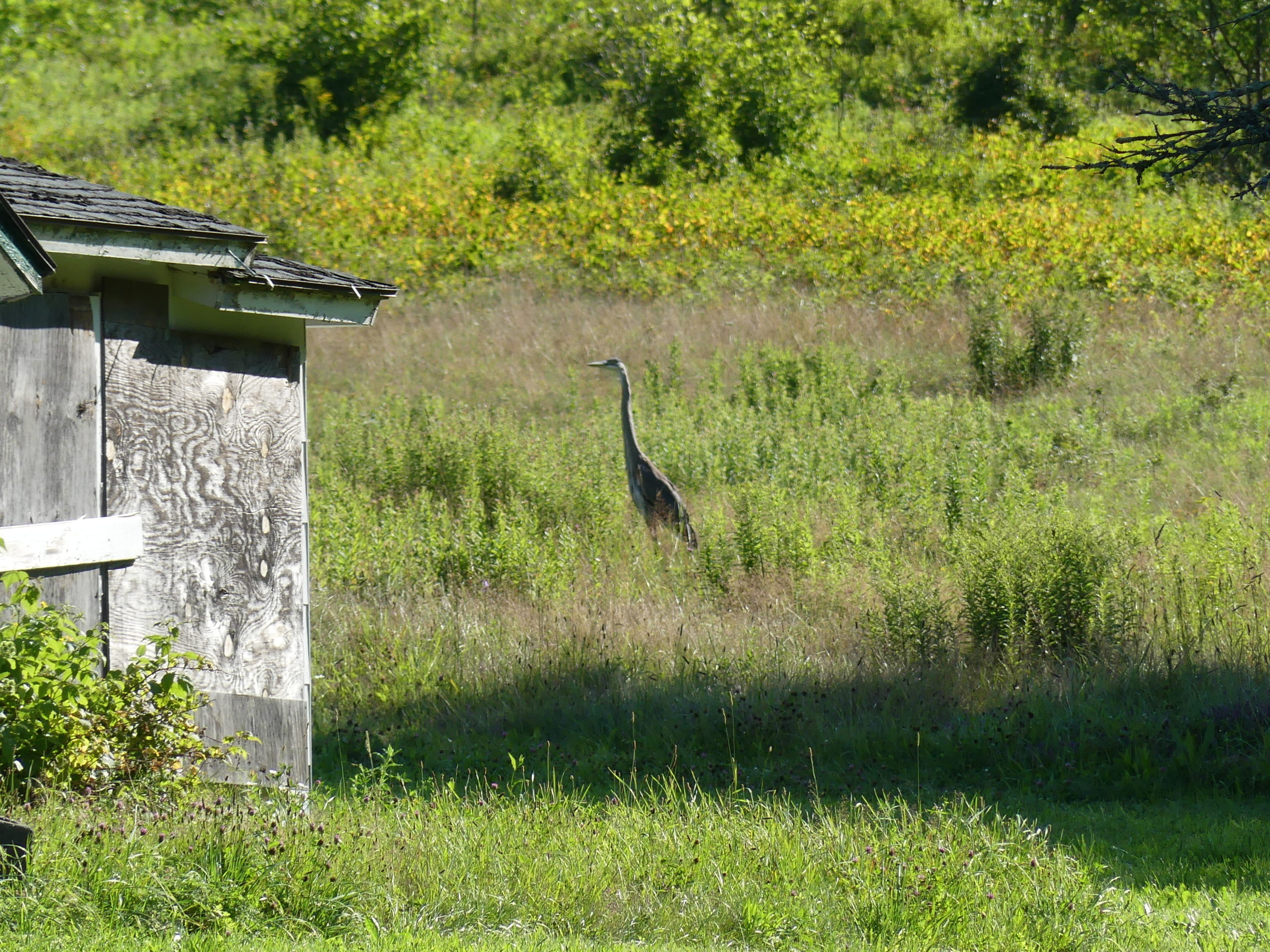 Another great blue heron hunts in a meadow by an abandoned shack looking for toads and voles.