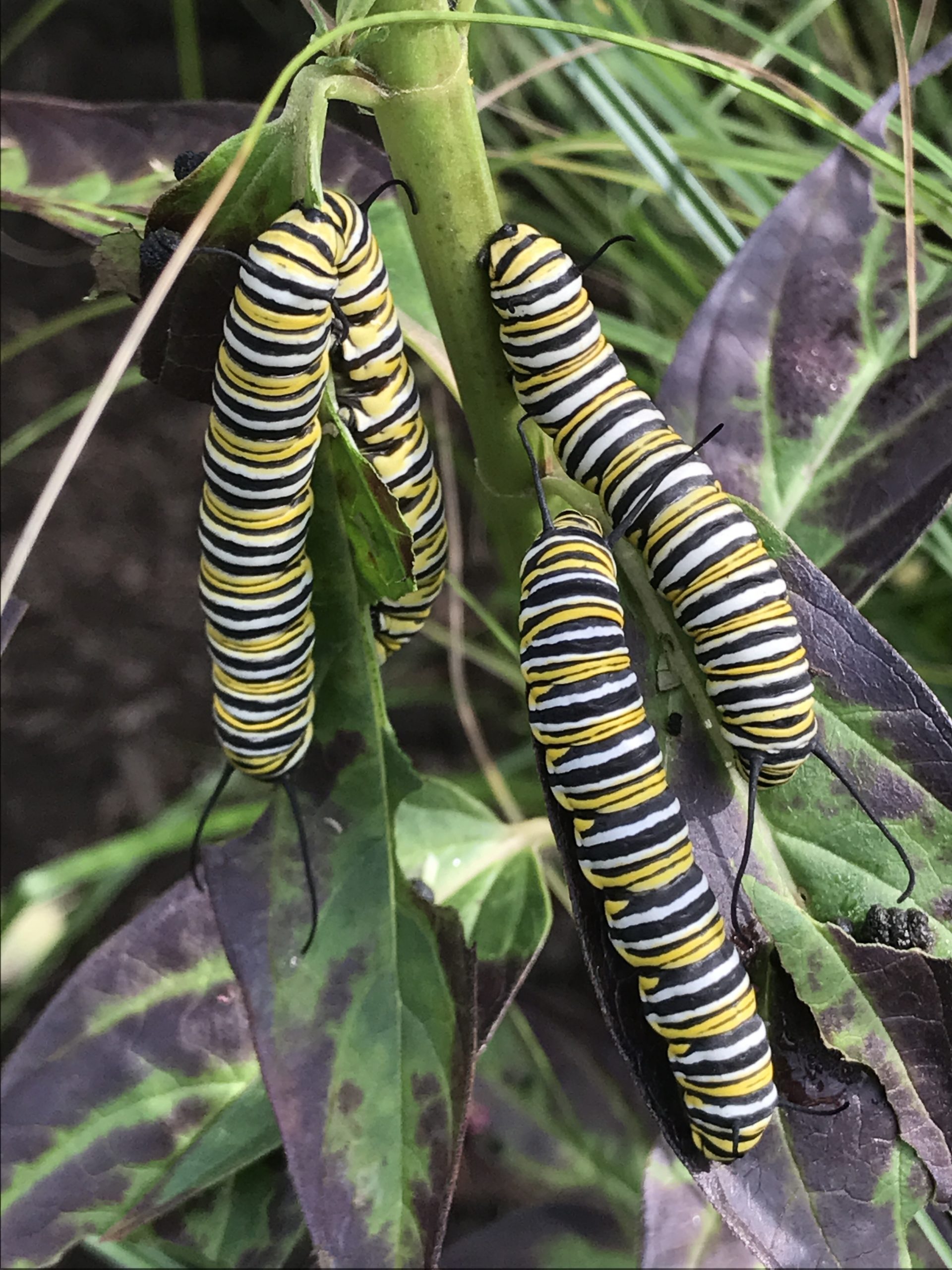 Monarch butterfly caterpillars can only eat plants in the genus Asclepias, like common milkweed and swamp milkweed.