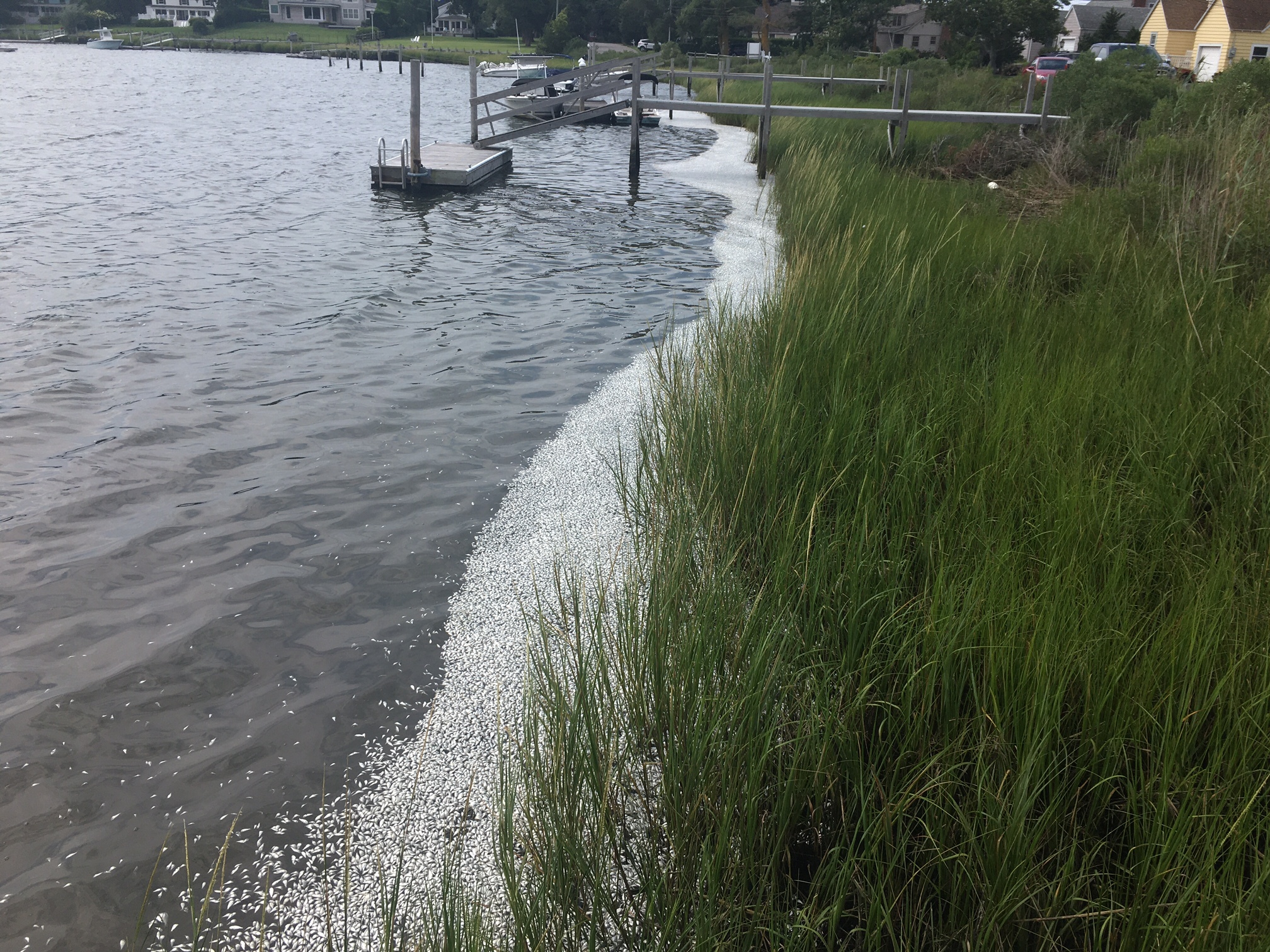 The  Wooley Pond shoreline along East Bay Avenue was filled with dead juvenile menhaden, also known as peanut bunker.