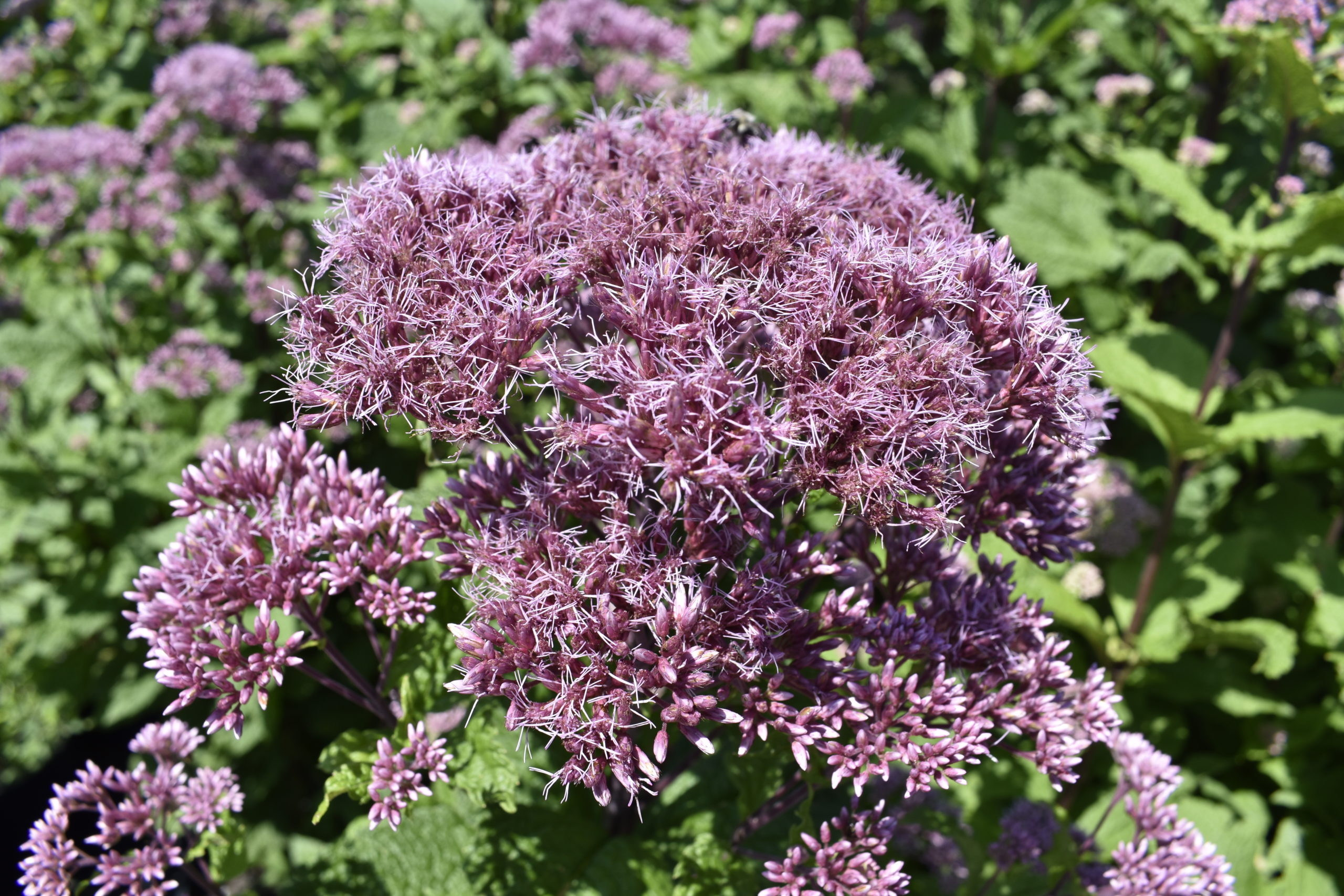 Native Joe Pye weed at Long Island Natives.