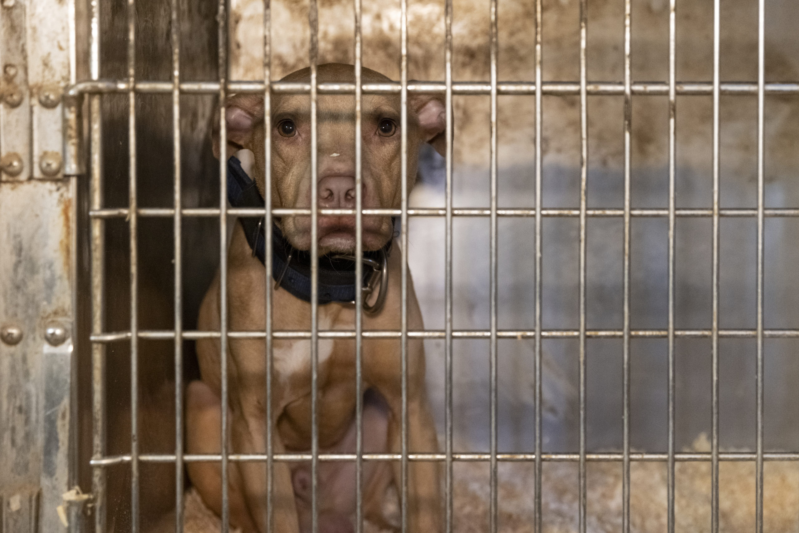 Suffolk County District Attorney Timothy D. Sini was joined today by the American Society for the Prevention of Cruelty to Animals (“ASPCA”) and other law enforcement outlets to announce the arrest of 10 individuals and the rescue of 89 dogs in connection with an alleged dogfighting ring operating across Long Island, in New York City and several other states.