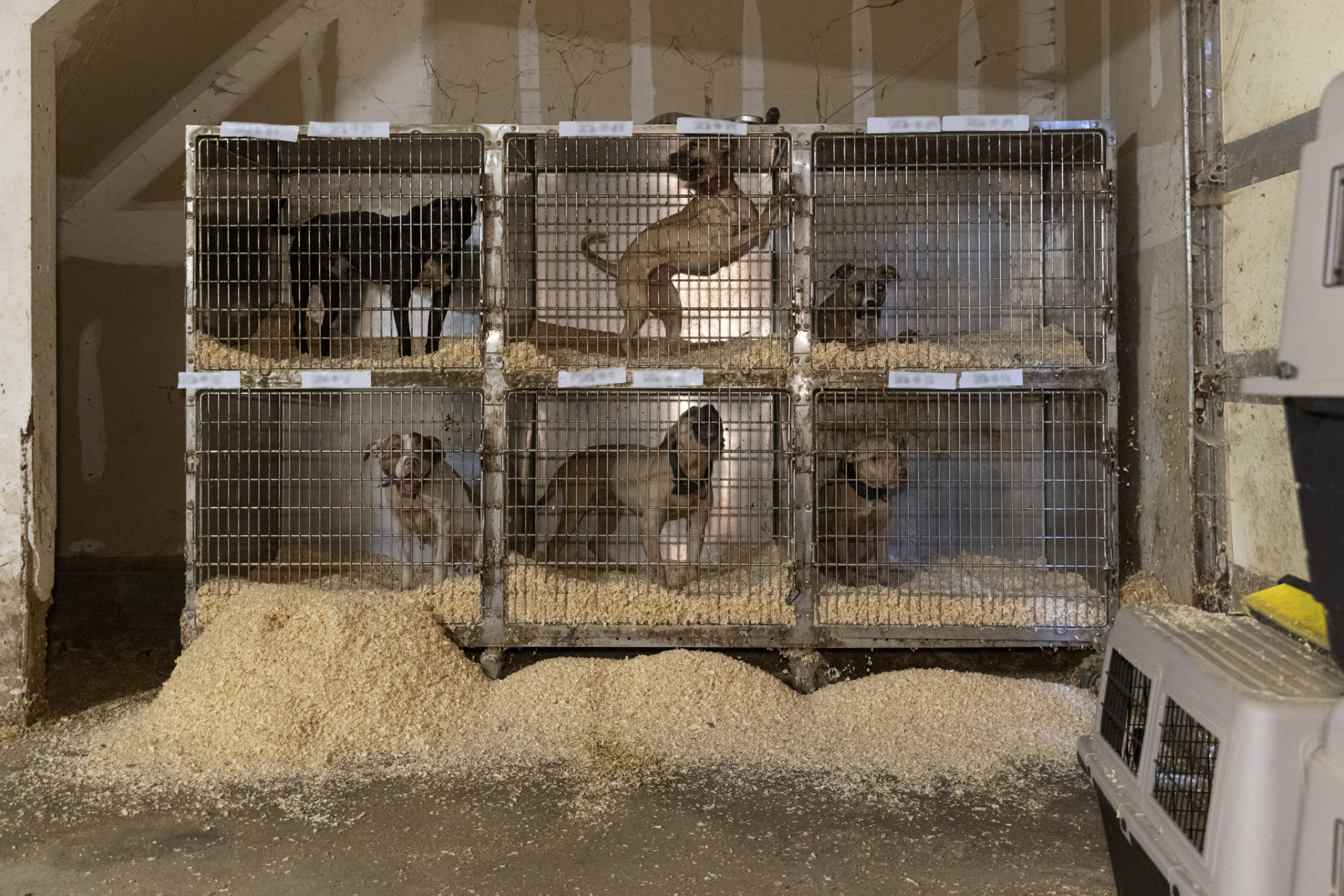 Suffolk County District Attorney Timothy D. Sini was joined today by the American Society for the Prevention of Cruelty to Animals (“ASPCA”) and other law enforcement outlets to announce the arrest of 10 individuals and the rescue of 89 dogs in connection with an alleged dogfighting ring operating across Long Island, in New York City and several other states.