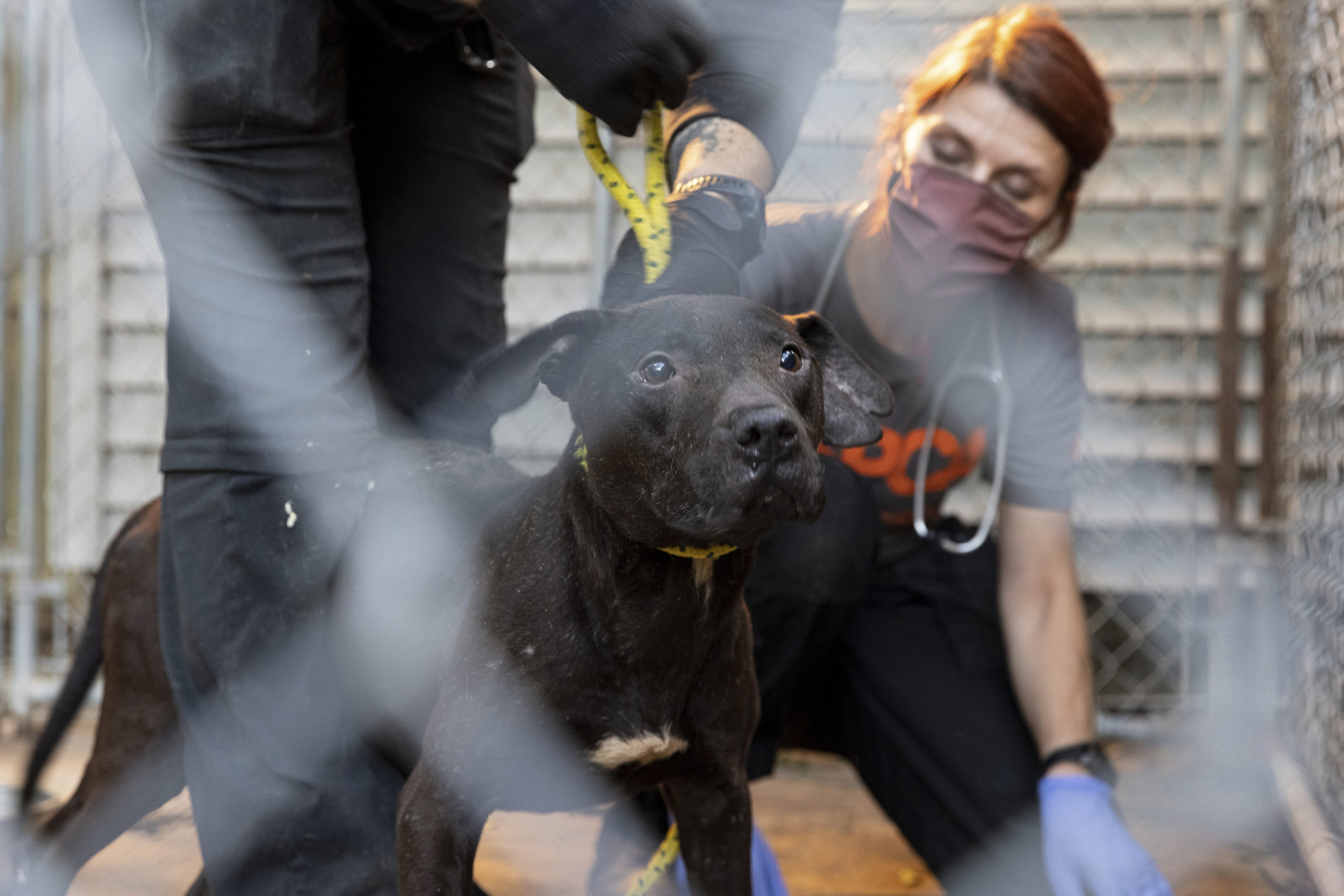Suffolk County District Attorney Timothy D. Sini was joined today by the American Society for the Prevention of Cruelty to Animals (“ASPCA”) and other law enforcement outlets to announce the arrest of 10 individuals and the rescue of 89 dogs in connection with an alleged dogfighting ring operating across Long Island, in New York City and several other states.