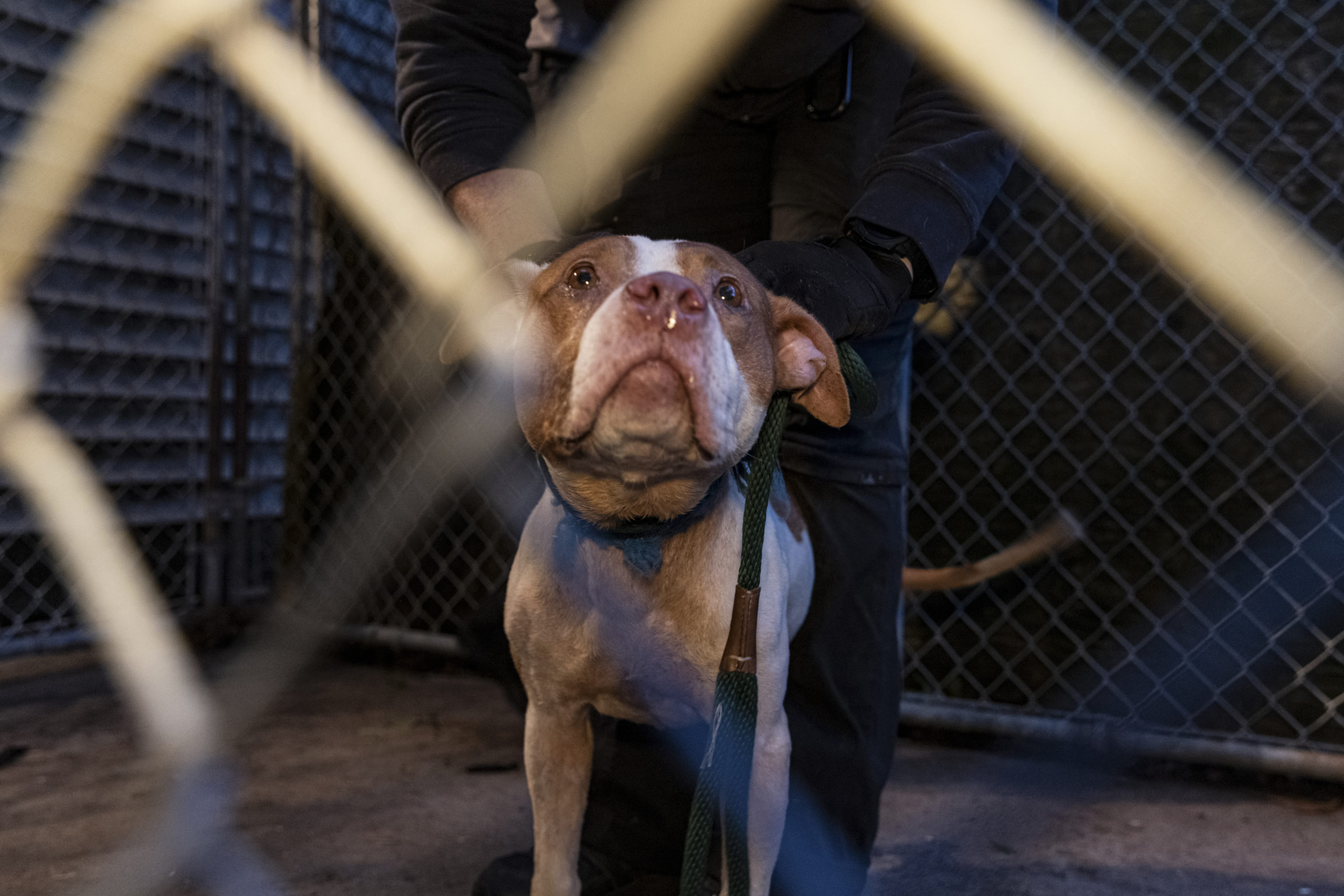 Suffolk County District Attorney Timothy D. Sini was joined today by the American Society for the Prevention of Cruelty to Animals (“ASPCA”) and other law enforcement outlets to announce the arrest of 10 individuals and the rescue of 89 dogs in connection with an alleged dogfighting ring operating across Long Island, in New York City and several other states.