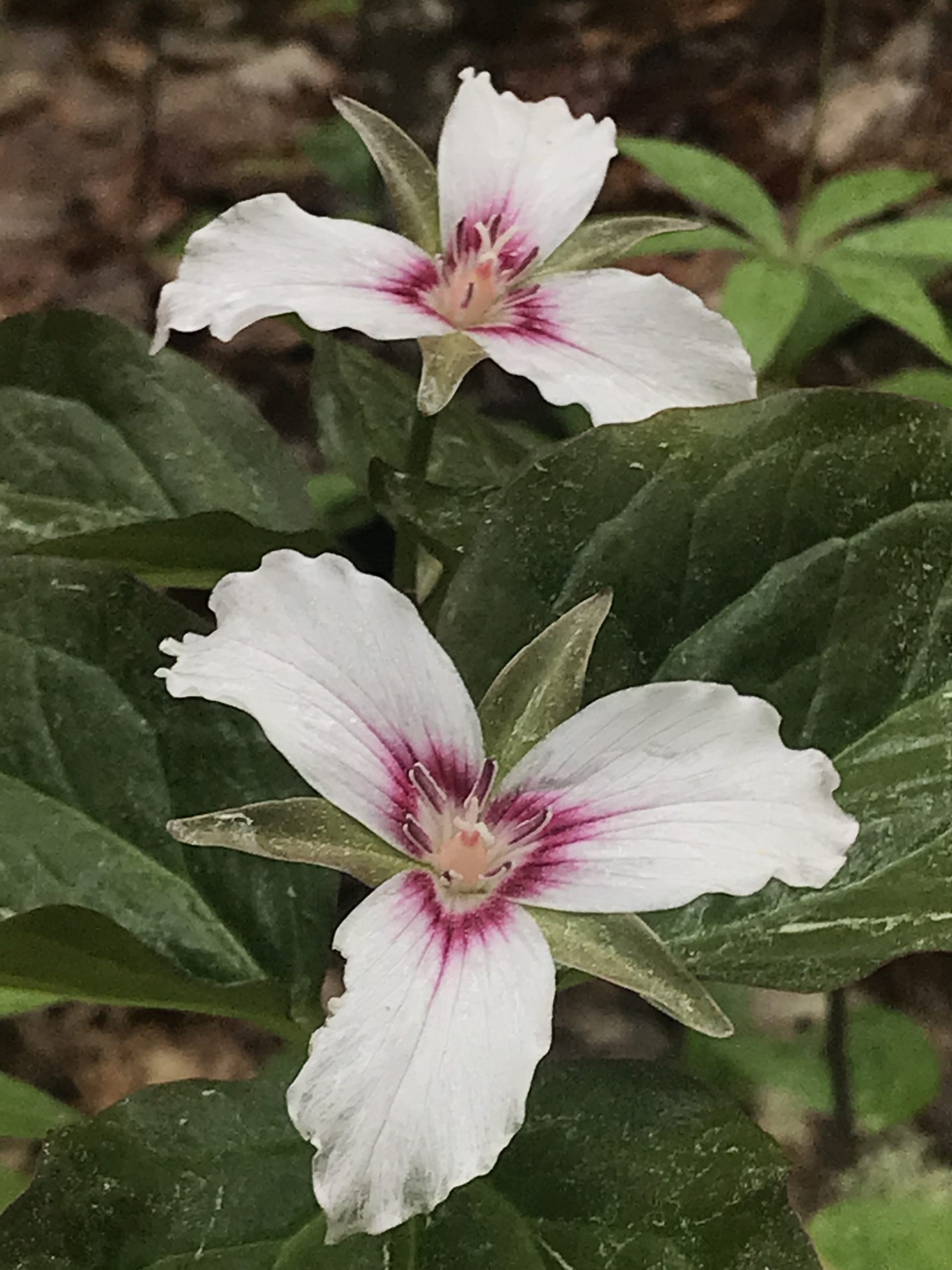 Painted trillium, or painted lady, a native Northeast flower.