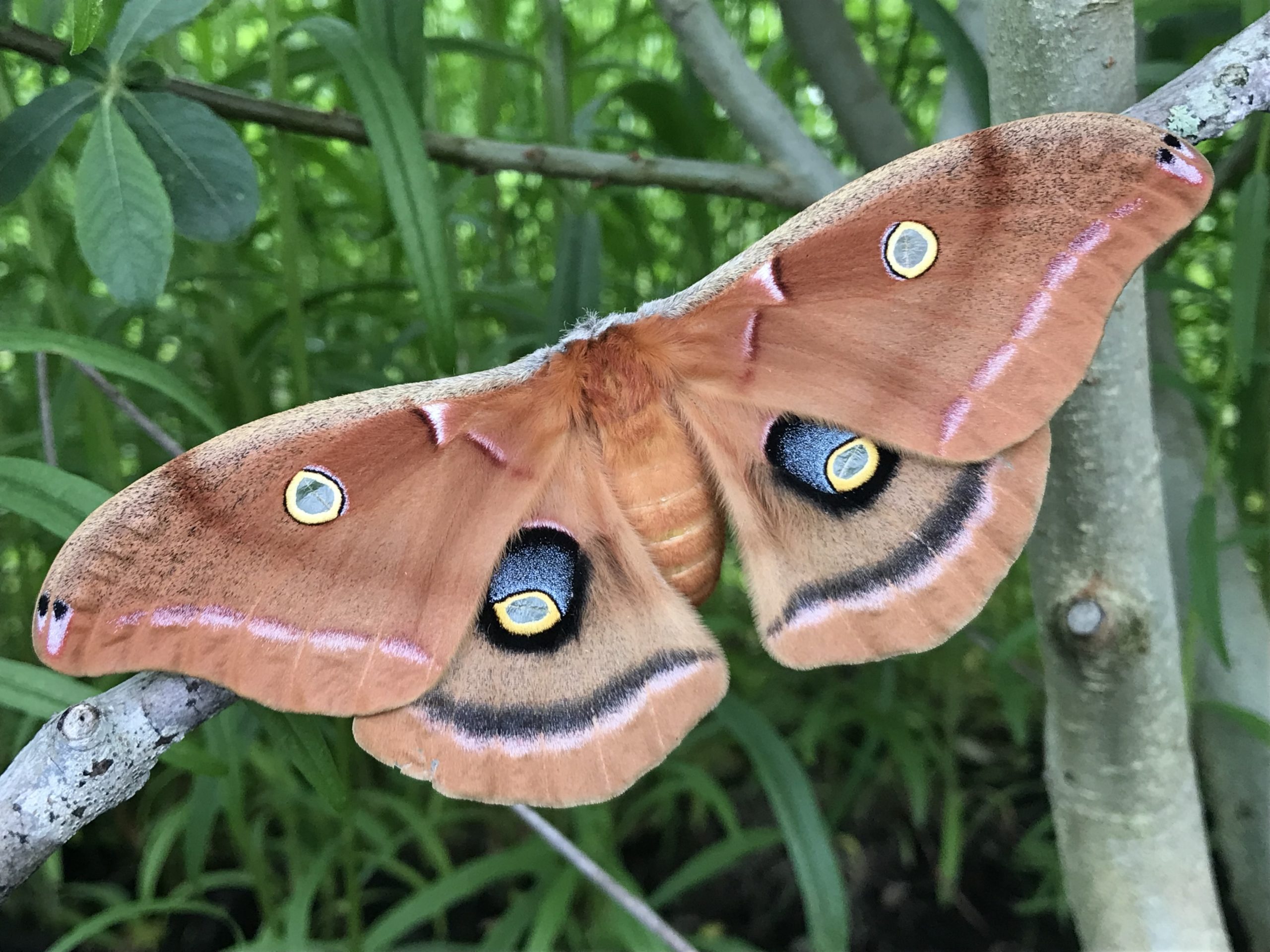 Polyphemus moth, a North American giant silk moth,