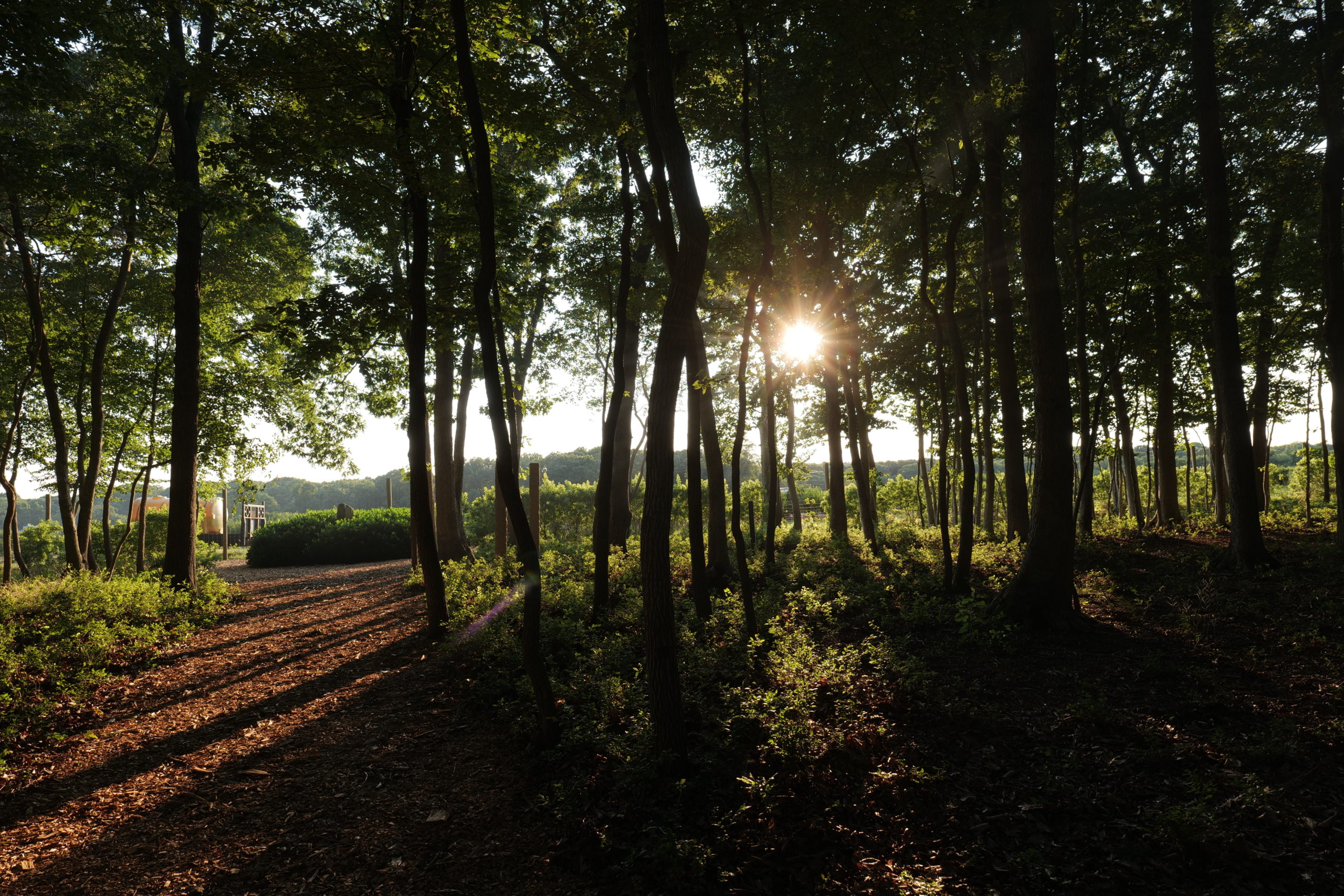 Sunlight through the trees.