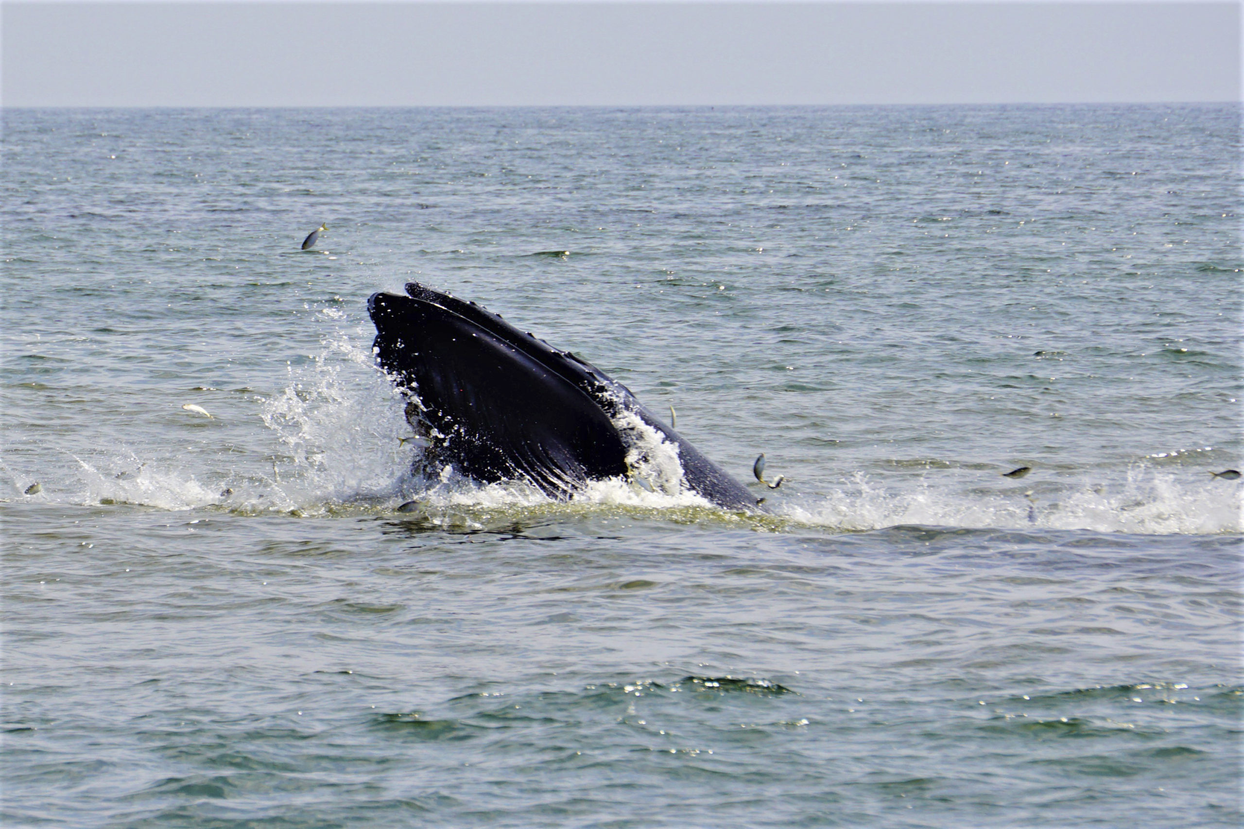Beachgoer Danny Cronin snapped a shot of a whale breaching at Sag main Beach last week.
DANNY CRONIN