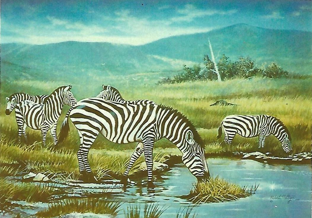 A zebra painting by Bob Hettiger.