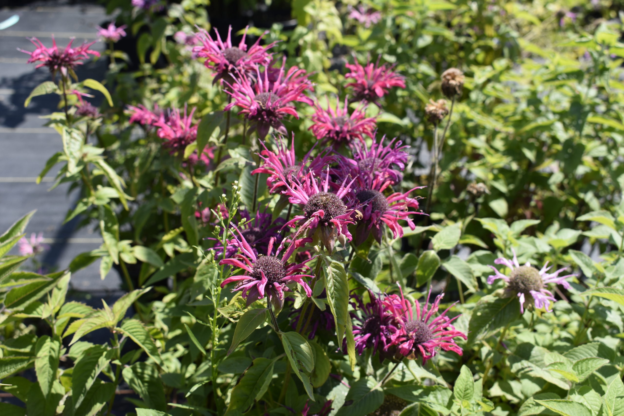 Native bee balm at Long Island Natives.   