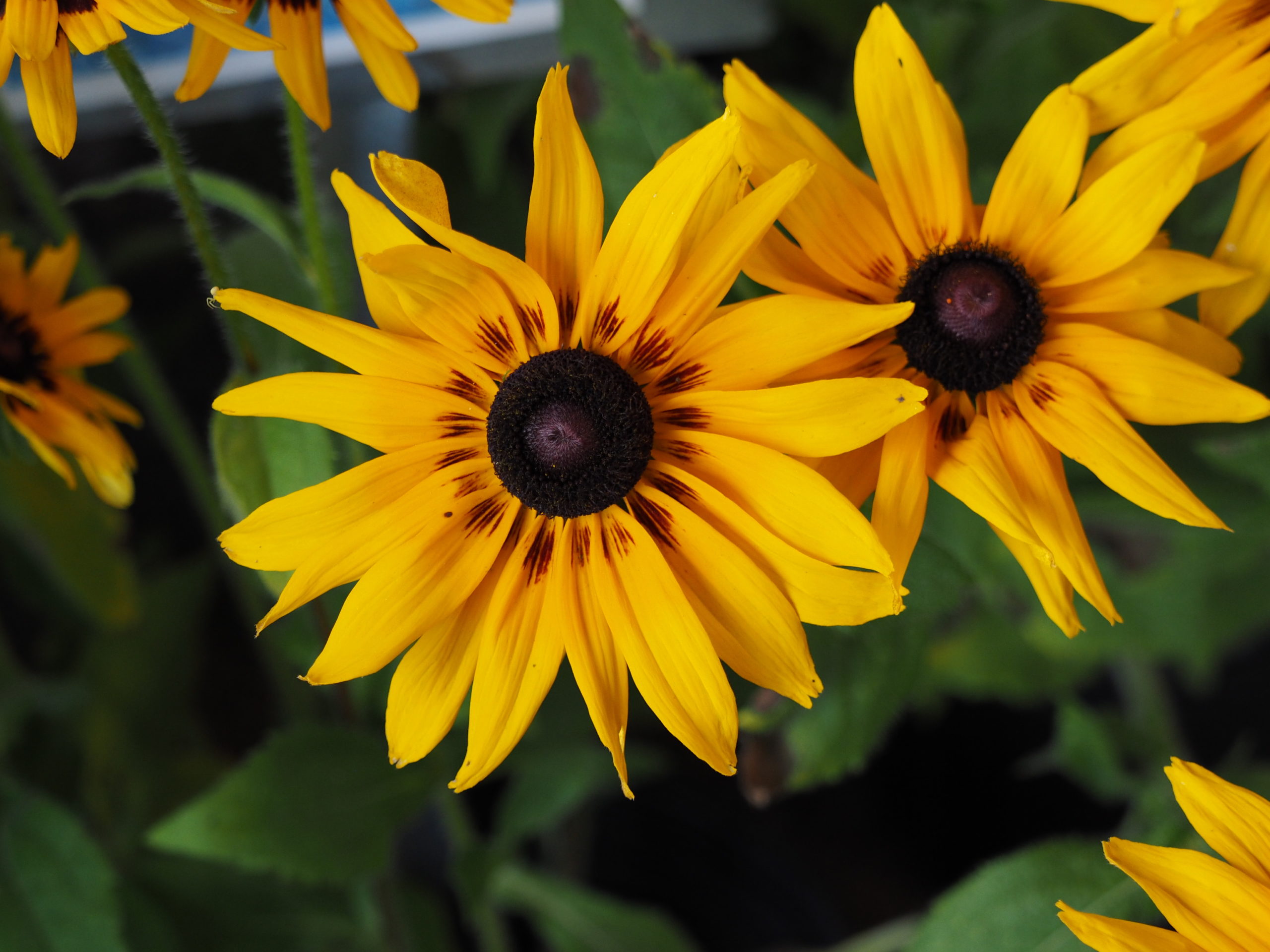 Black-eyed Susans (Rudbeckia sp.) both the annual and perennial types, make great cuts with long wiry stems. Colors range from the classic yellow with the brown “button” as seen here to bi-colors, tri-colors and mixed colors. Flowers last for as long as a week in the vase.
