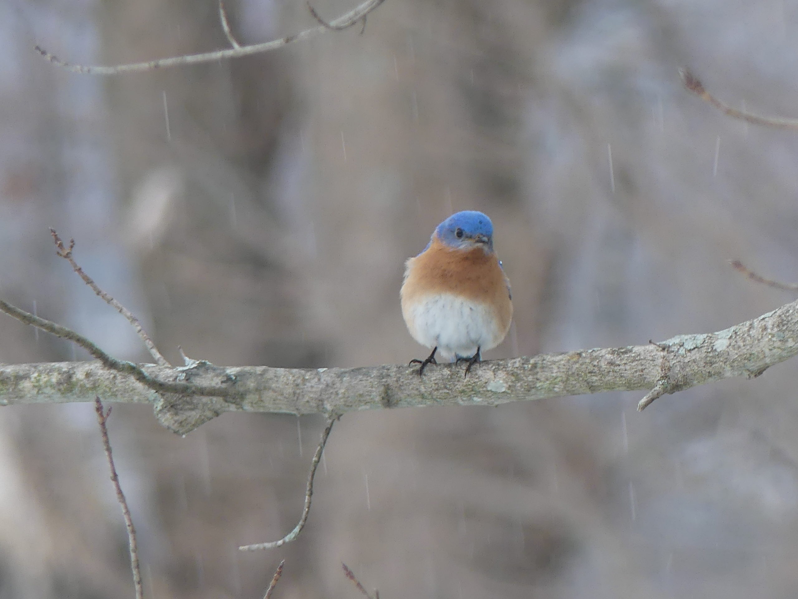 In early spring this eastern bluebird scouts for an insect meal as it perches on a branch above a horse pasture.  Remember, they prefer open spaces as well as man-made nesting boxes.
