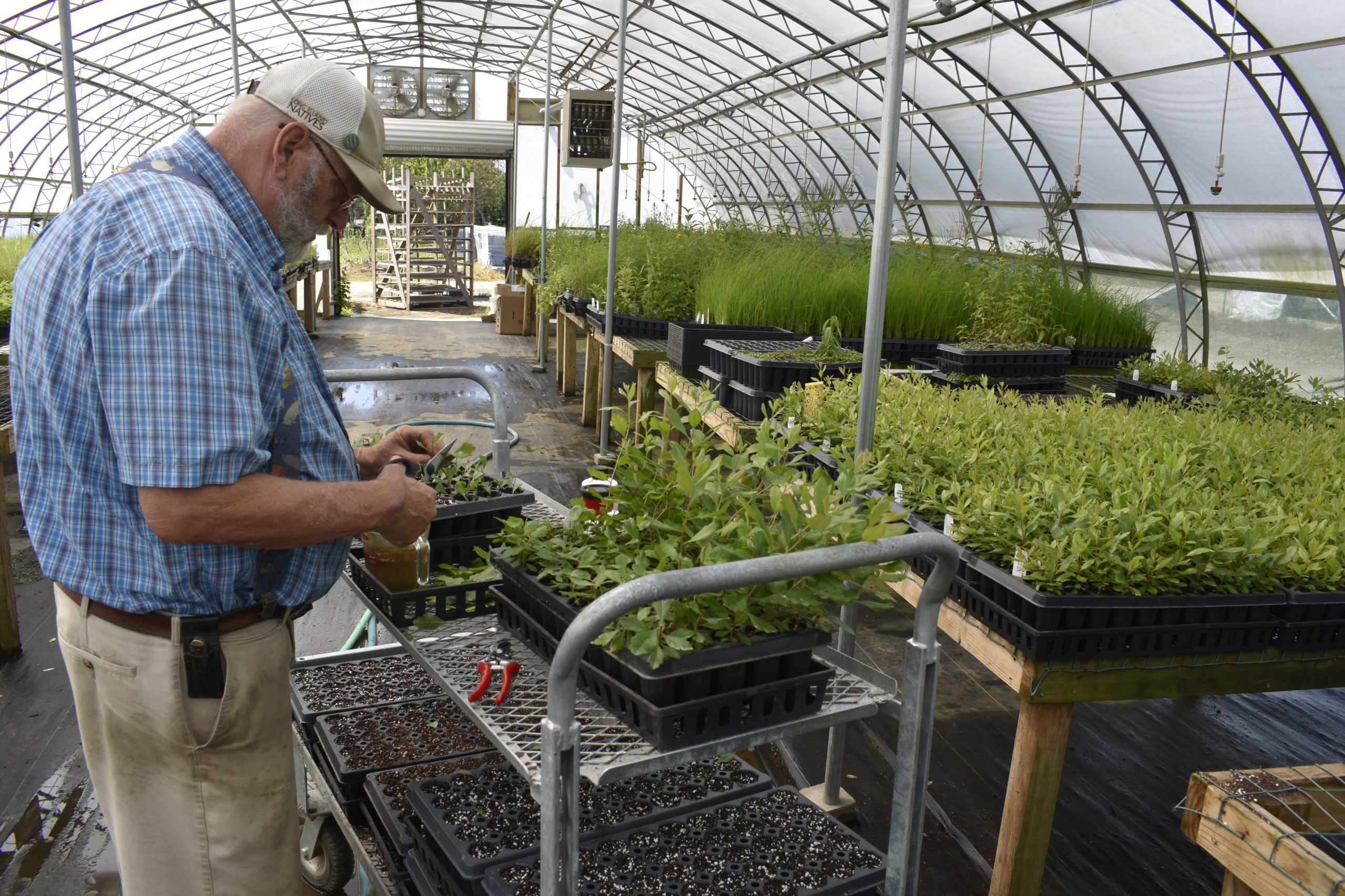 Joseph Cruger, the production manager of Long Island Natives, experiments with propagation techniques, rooting bayberry cuttings from many different seedlings to retain genetic diversity.