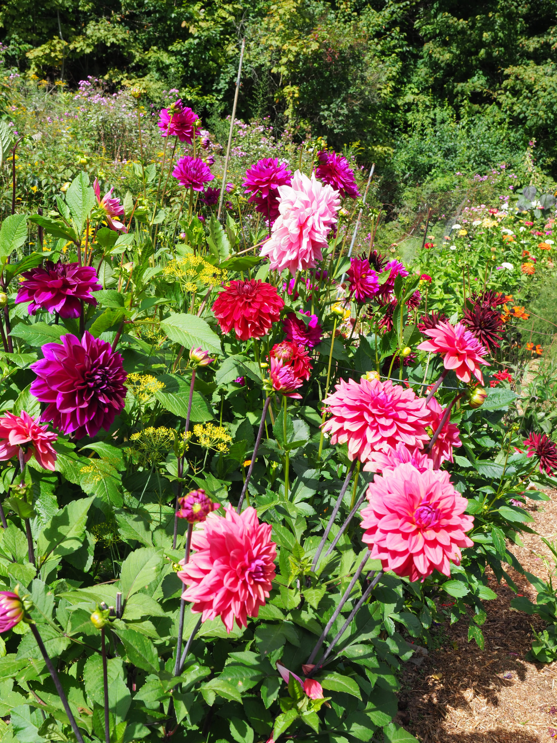 Dahlias (tuberous types) come in a range of colors as both singles and doubles (pictured here).  The hollow stems should be “flamed” after cutting and tubers planted through the late spring will result in flowers well into November.