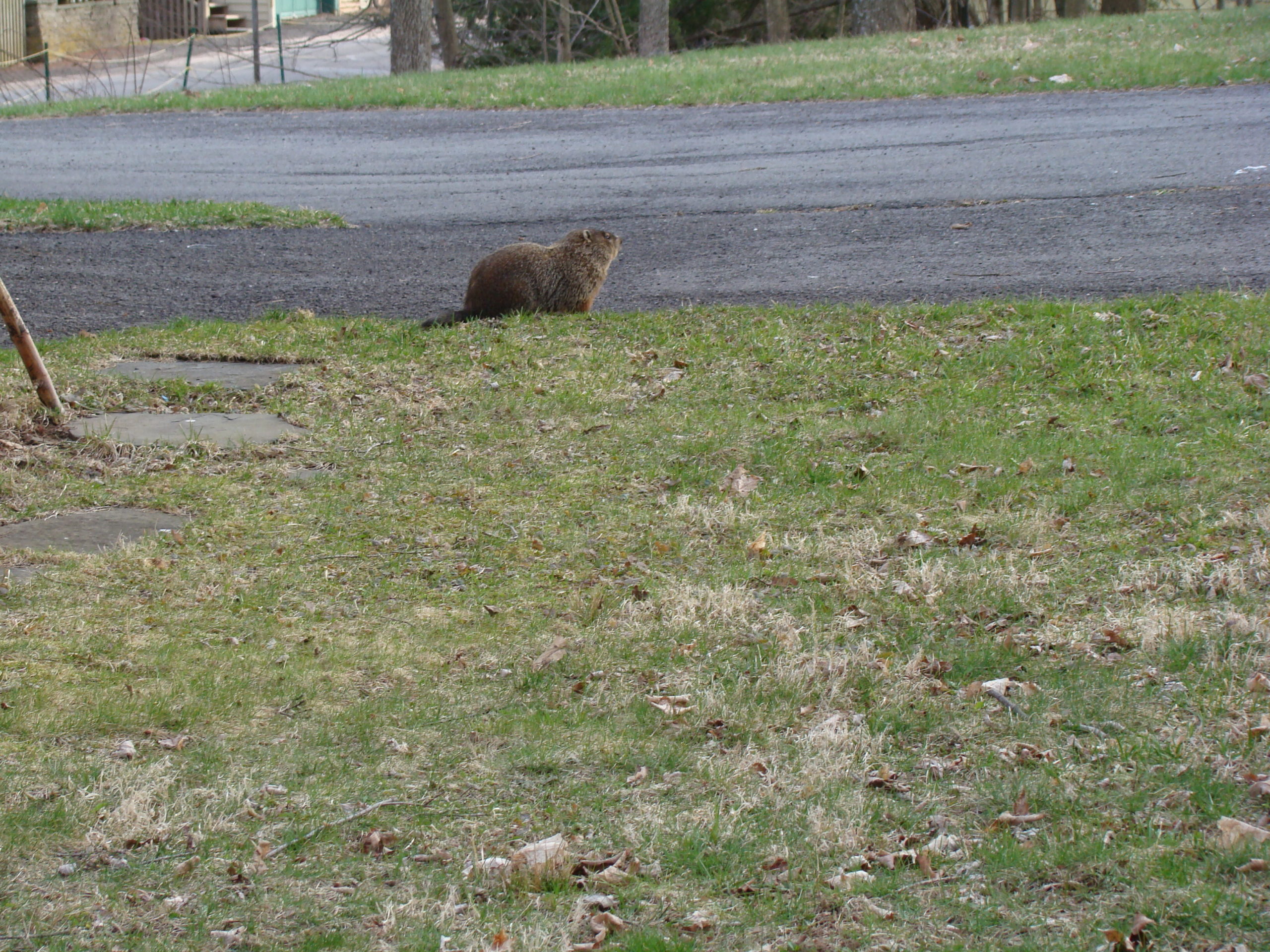 Groundhogs or woodchucks have now been reported in Water Mill.  They really have no natural enemies out here other than automobiles and angry gardeners.