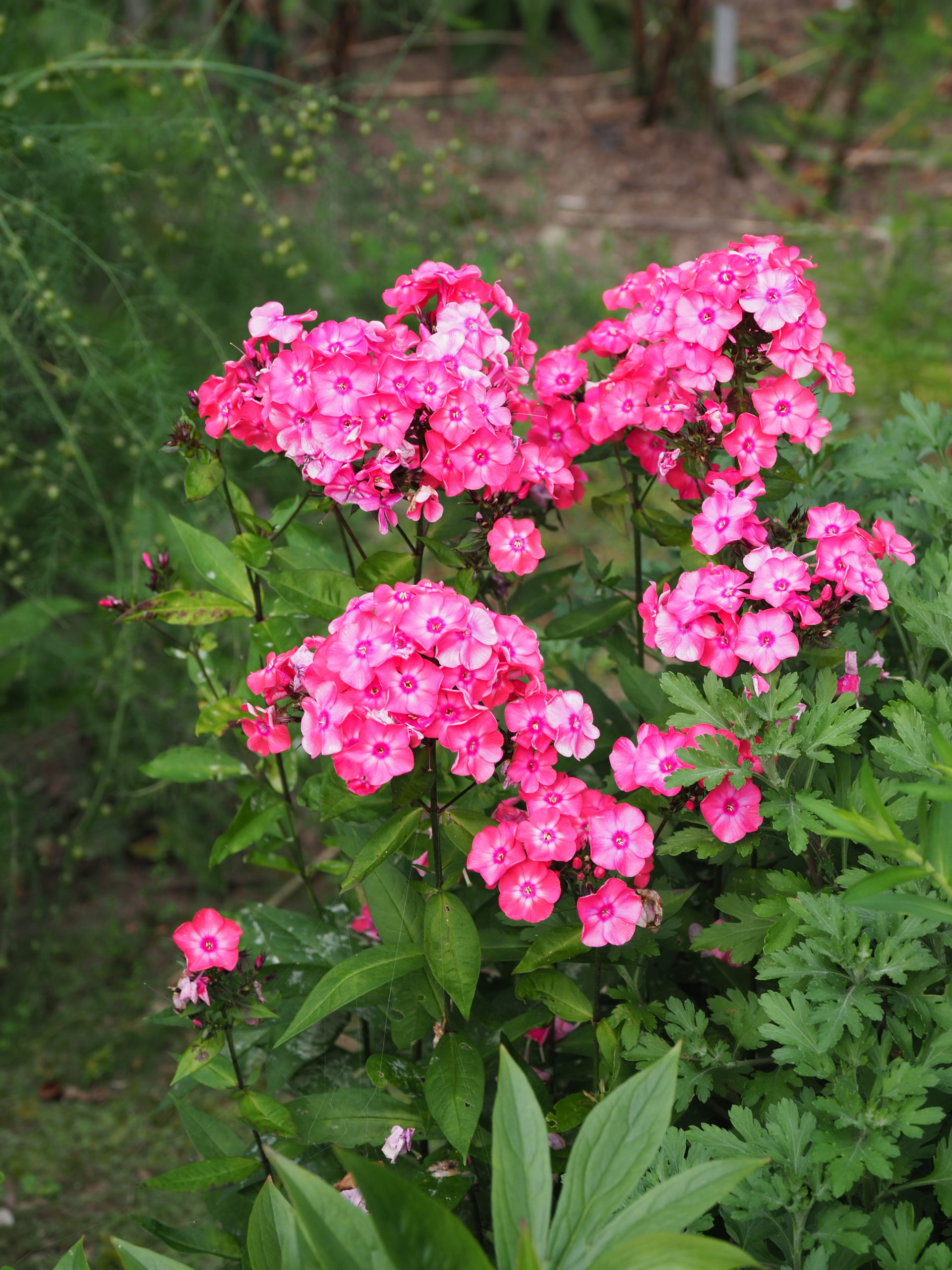 Phlox paniculata flower in August and into September. Colors range from pinks to reds, white, near blue. They are lightly scented so they won’t upset the nose, and the stems can be from 15 inches to nearly 2 feet, offering height to arrangements. Pick both newly opened and fully opened flower stems to extend the vase life. Strip off most of the foliage.
